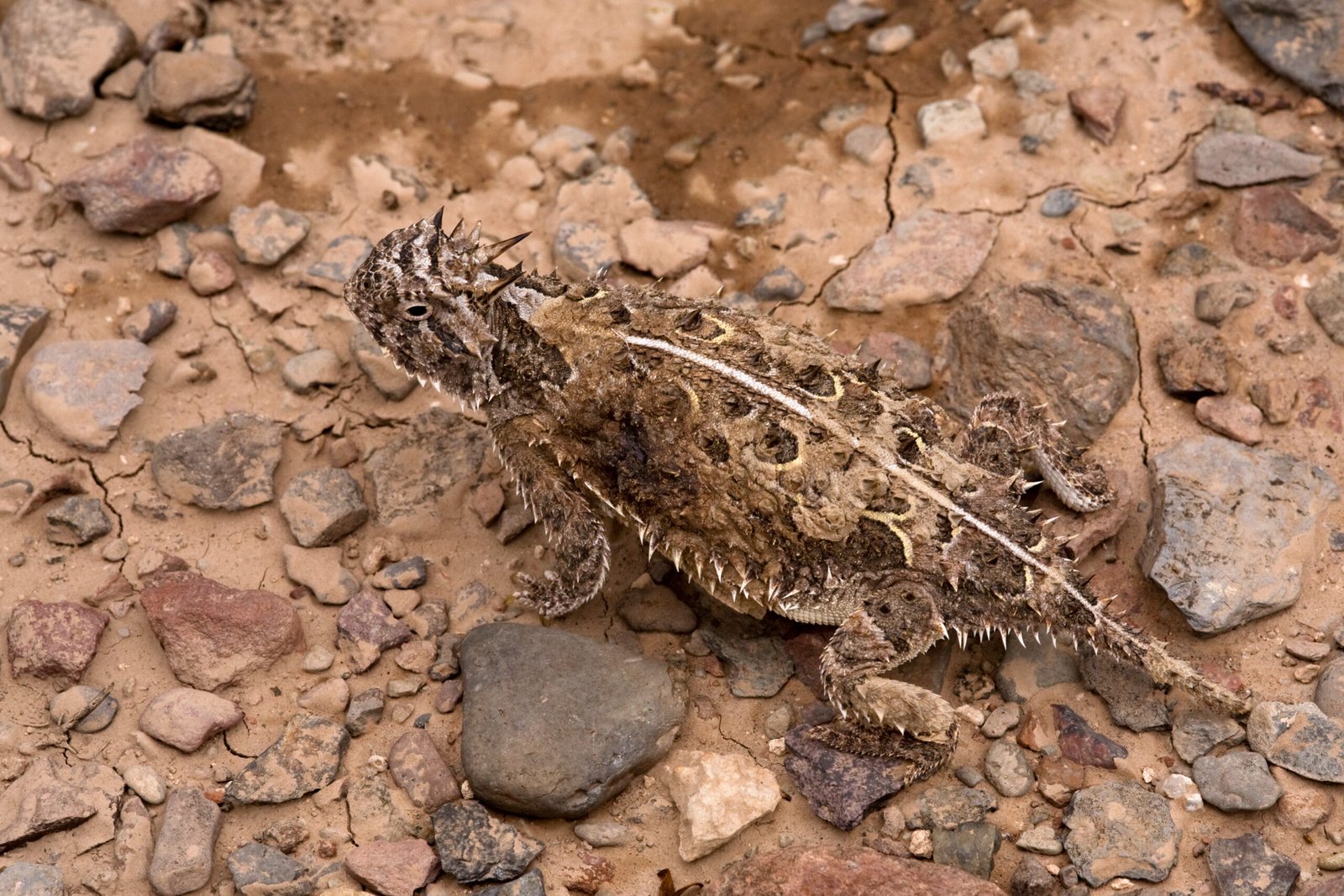 A Most Unusual Defense: Shooting Blood From Its Eyes (image credits: wikimedia)