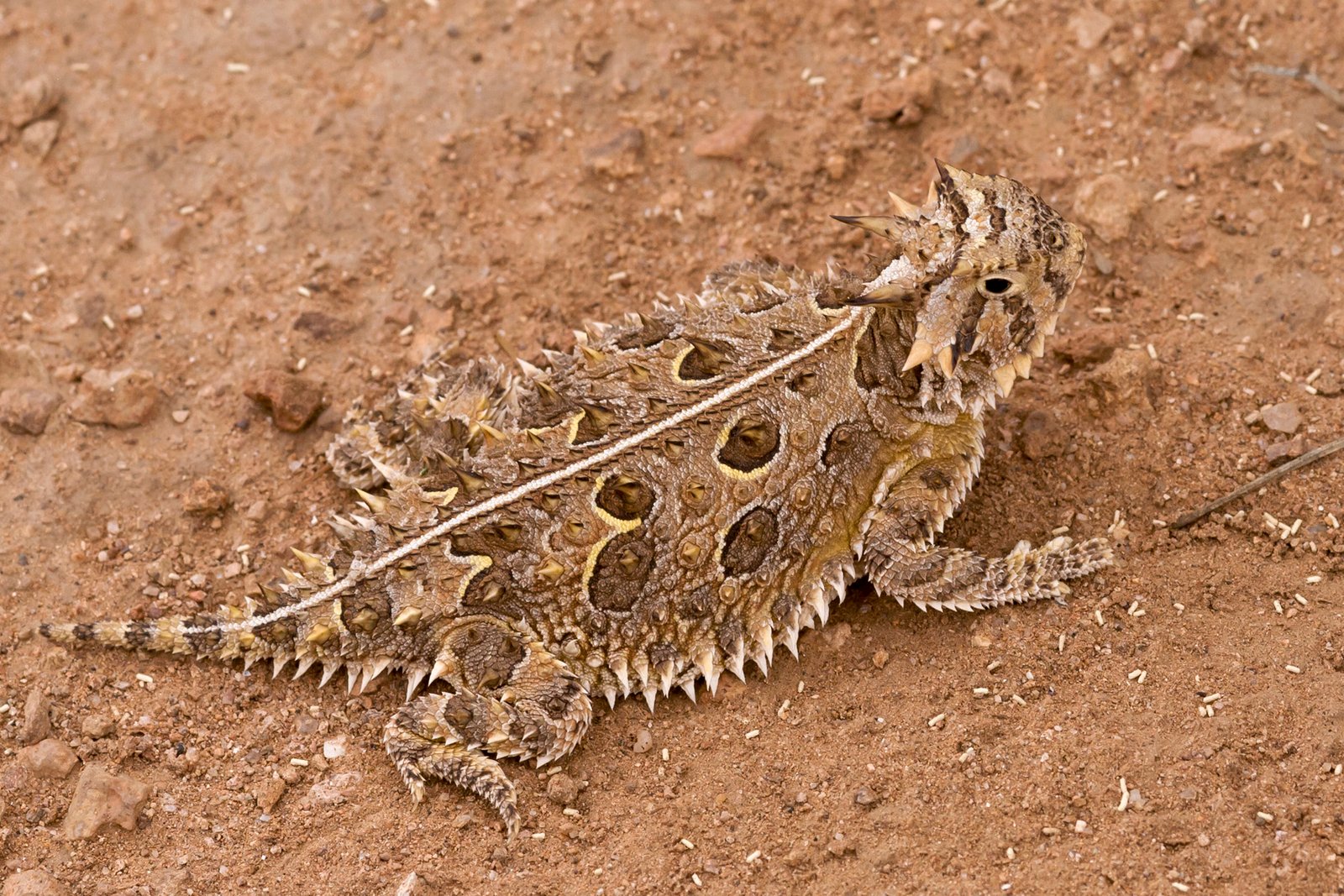 Life in the Harsh Texan Landscape (image credits: wikimedia)