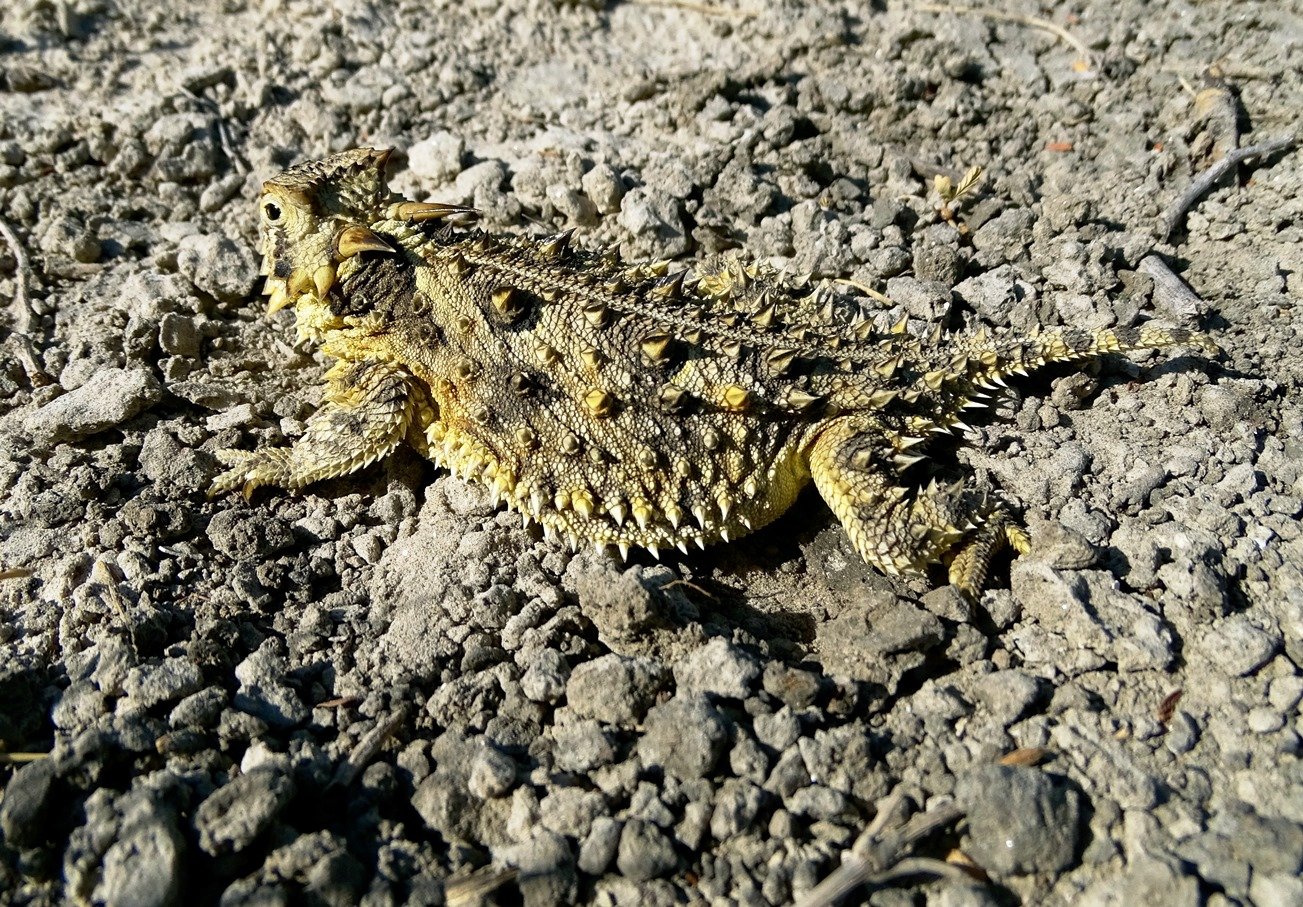 Camouflage: The Art of Disappearing (image credits: wikimedia)
