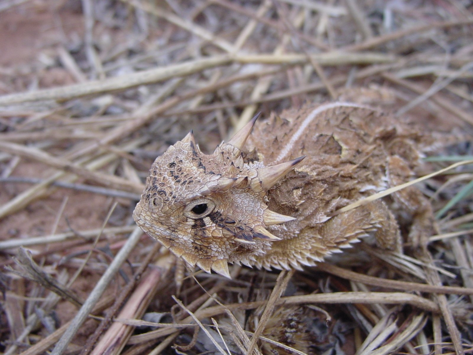 Conservation Efforts: A Race Against Time (image credits: wikimedia)