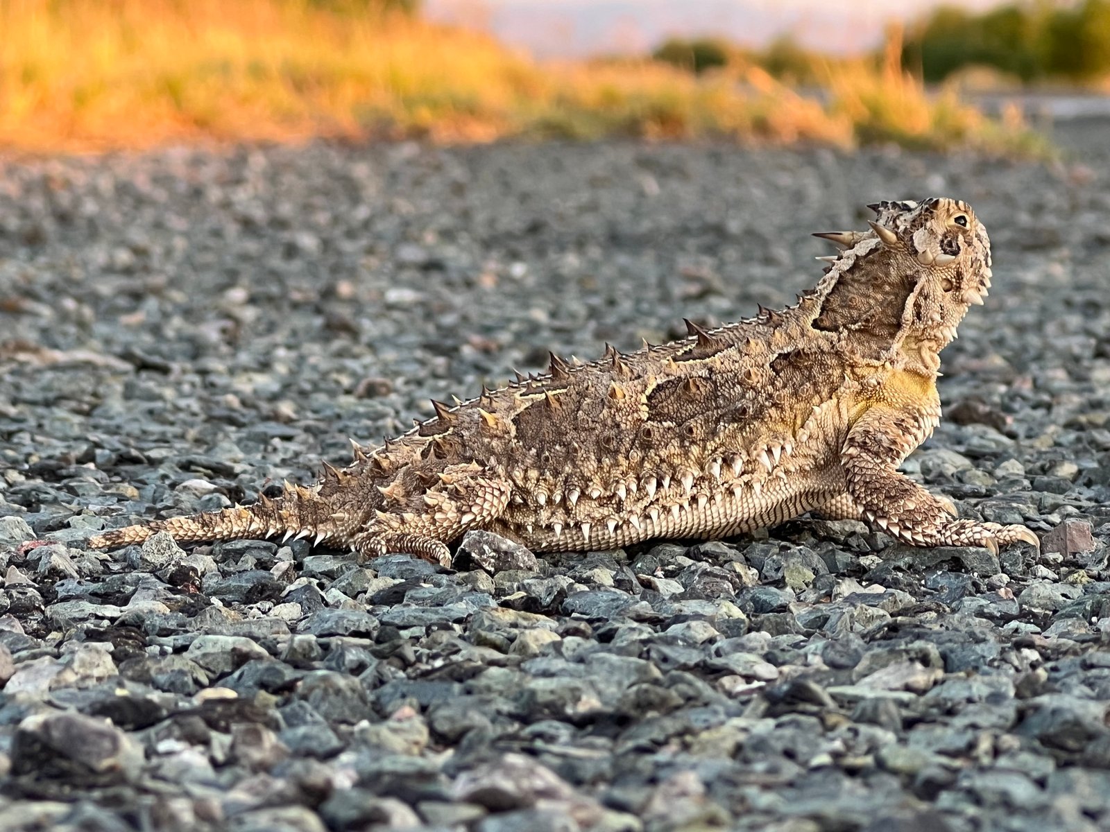 The Texas Horned Lizard in Popular Culture (image credits: wikimedia)