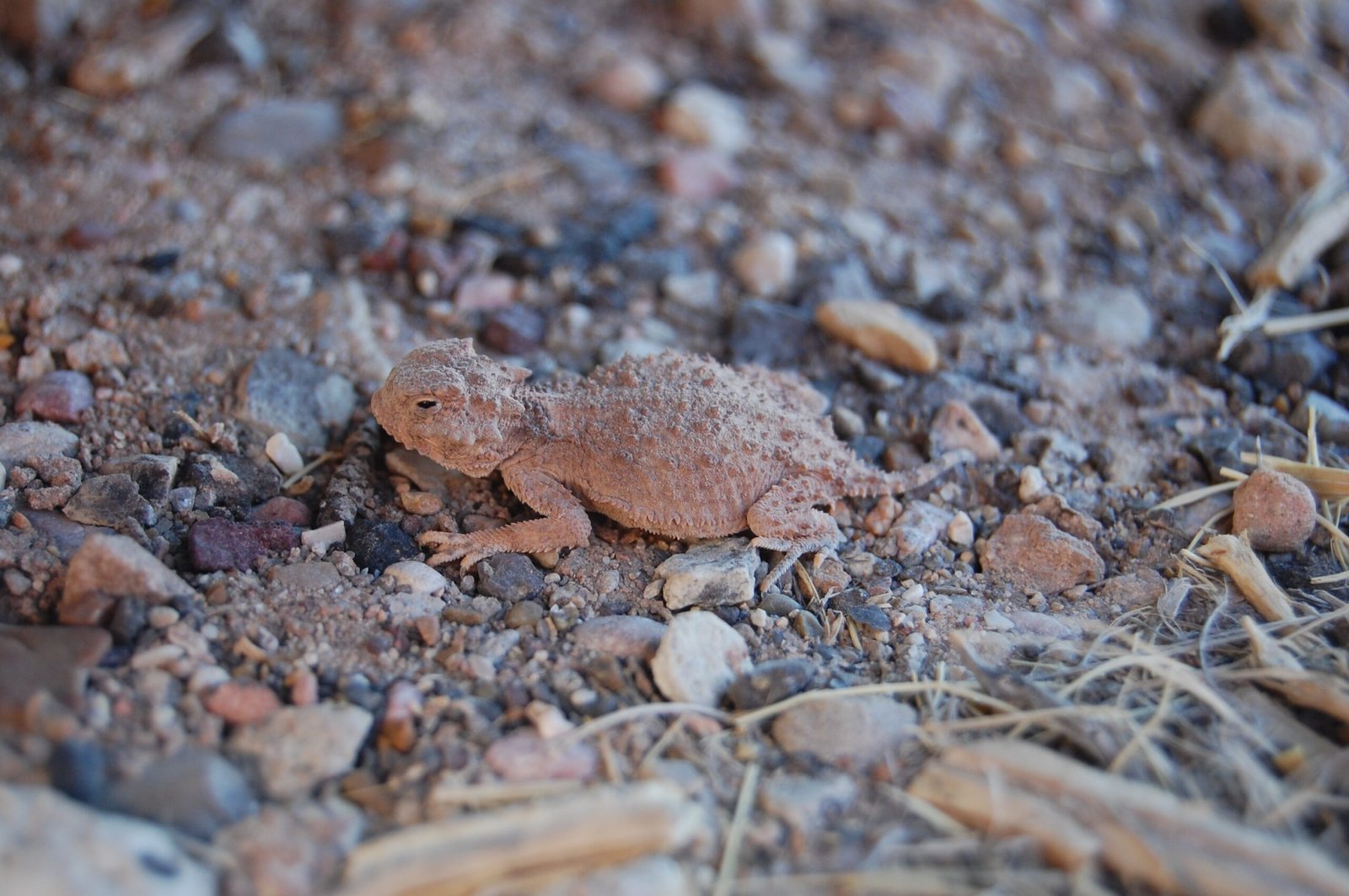 A Call to Appreciate and Protect (image credits: wikimedia)