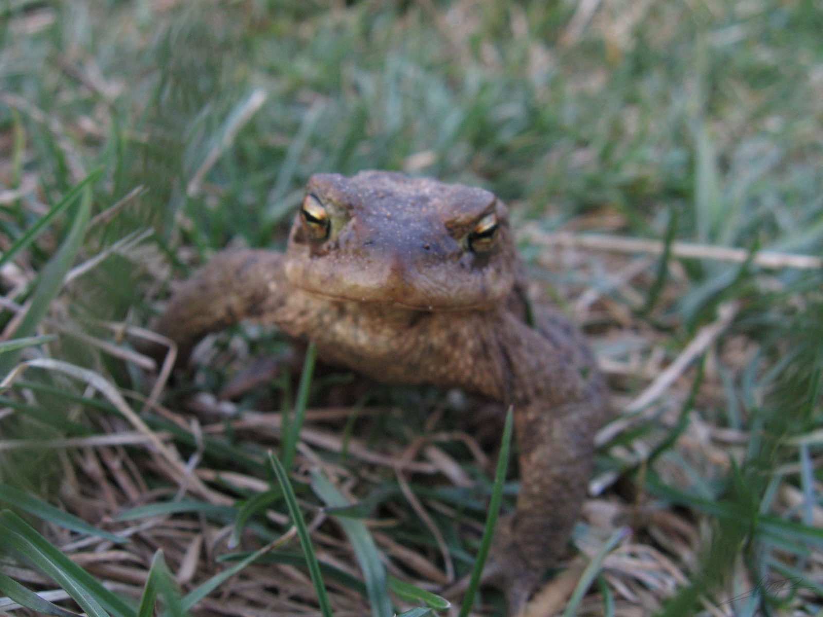 The Astonishing Frost-Defying Frogs (image credits: wikimedia)