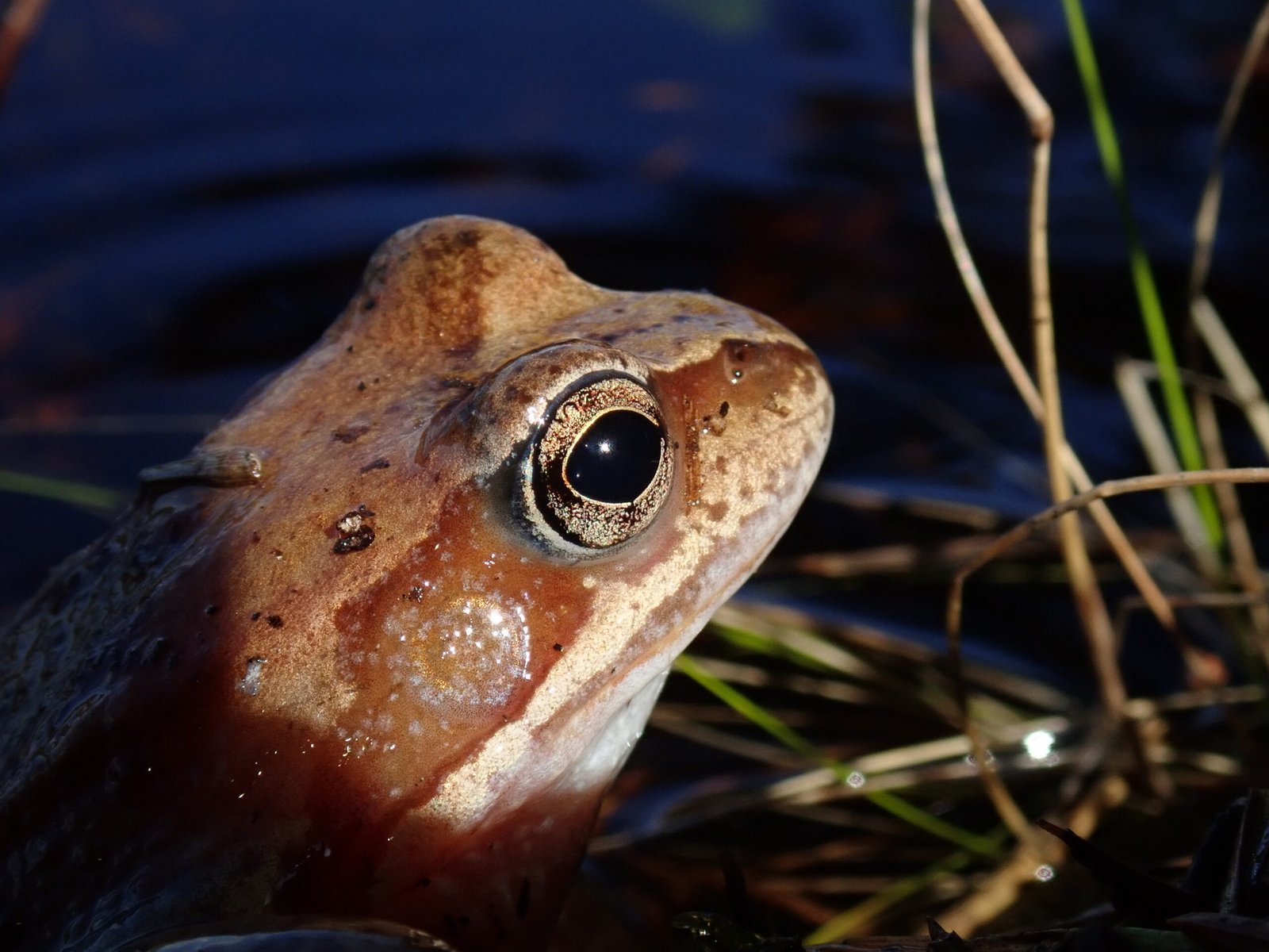 Shutting Down: What Happens to the Frog’s Body? (image credits: wikimedia)
