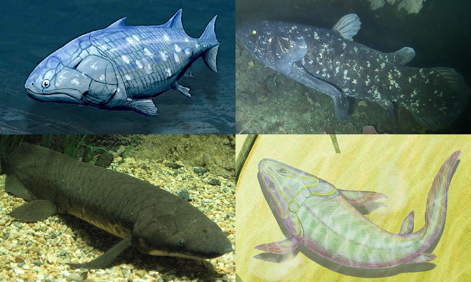 What Makes a Lobe-Finned Fish Unique? (image credits: wikimedia)