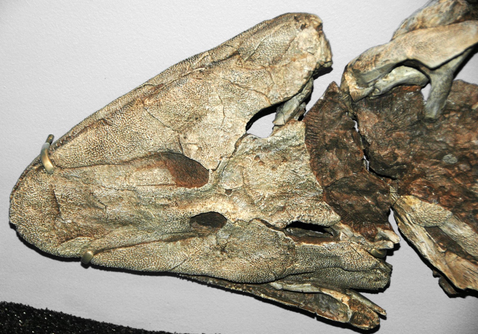 Meet Your Ancestors: The Tiktaalik Surprise (image credits: wikimedia)