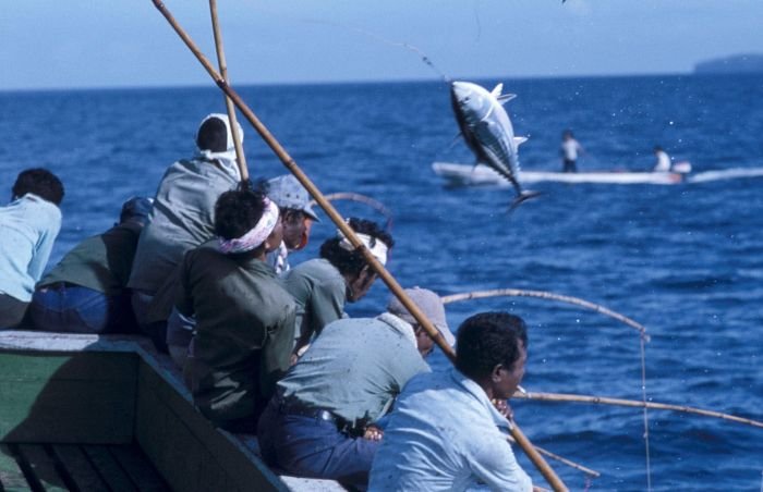 Hope on the Horizon: Can Cooperation Save Tuna? (image credits: wikimedia)