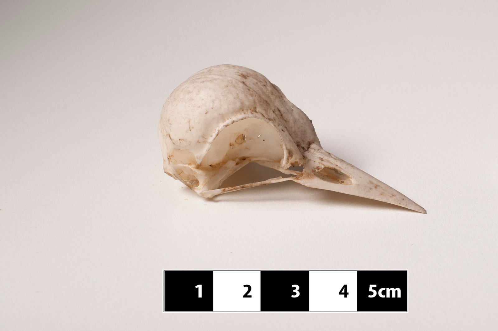 Specialized Skull Structure (image credits: wikimedia)