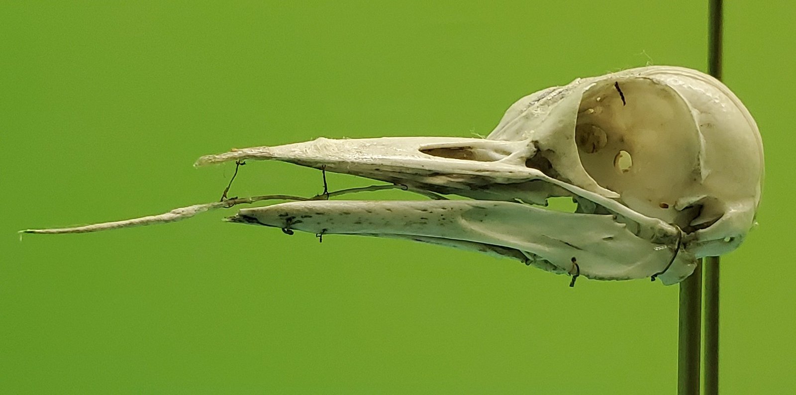 Specialized Hyoid Bone: Nature’s Safety Harness (image credits: wikimedia)