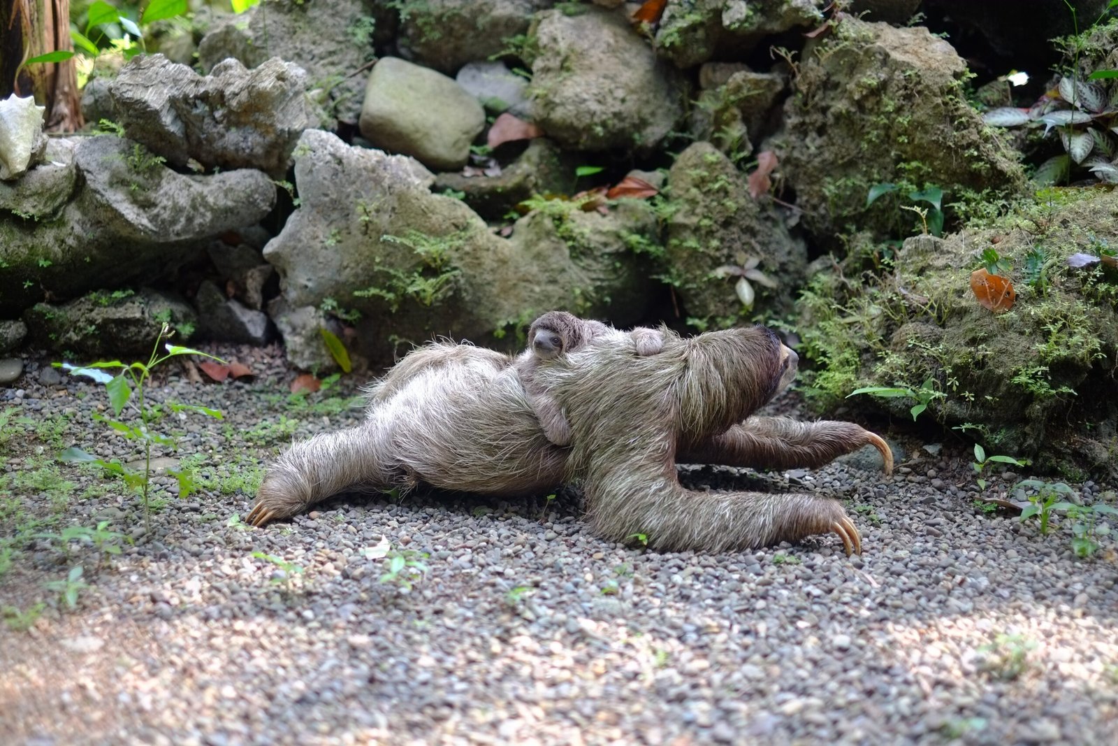 Life in the Slow Lane: Evolutionary Advantages (image credits: wikimedia)
