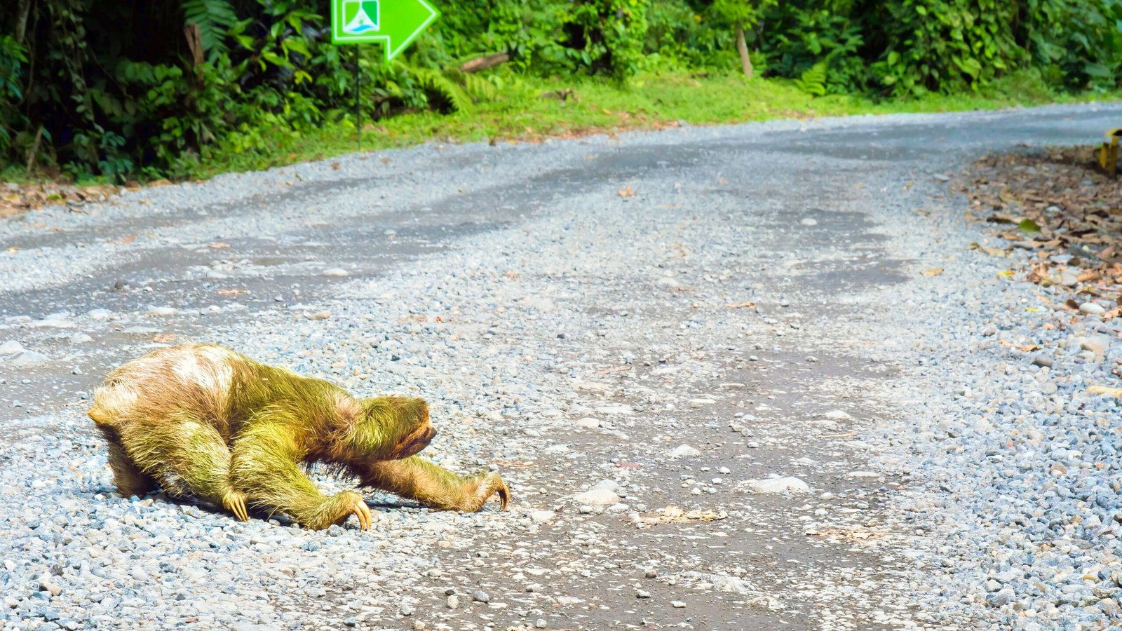 The Emotional Impact: What We Can Learn from Sloths (image credits: wikimedia)