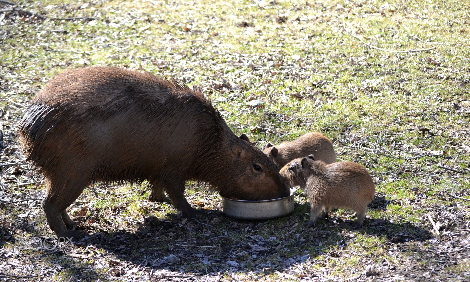 Toronto Zoo: Canada’s Wild Frontier (image credits: wikimedia)