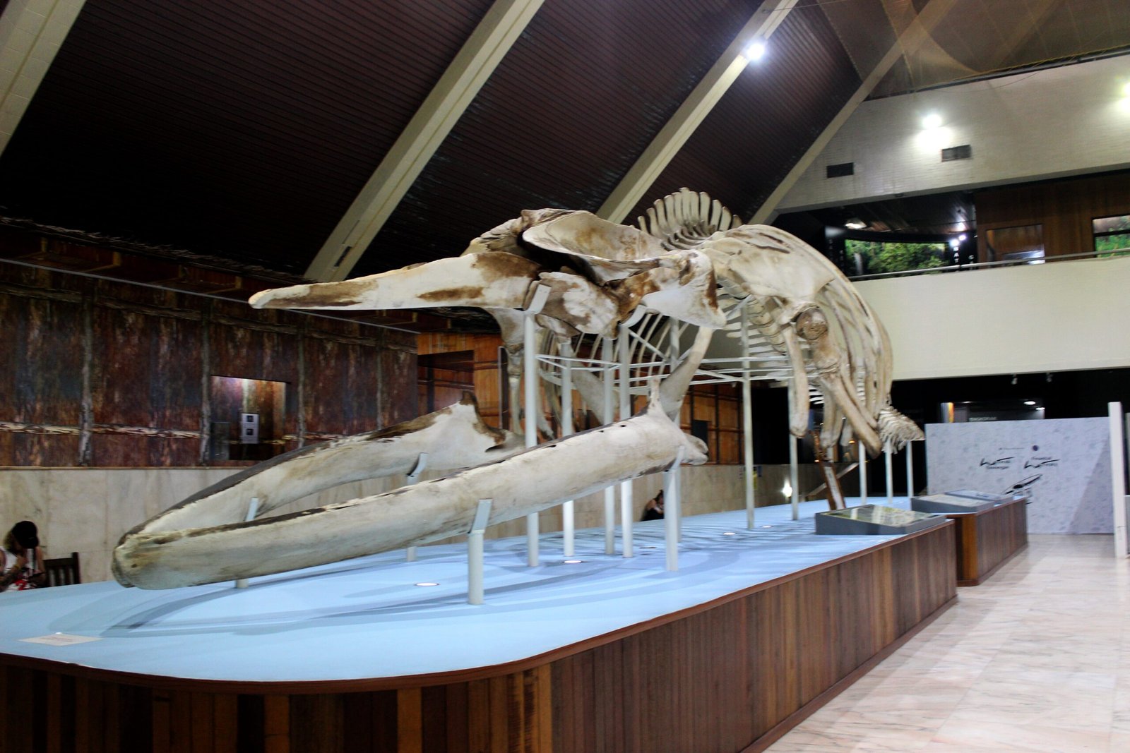 Whales: The Aquatic Cousins in Disguise (image credits: wikimedia)