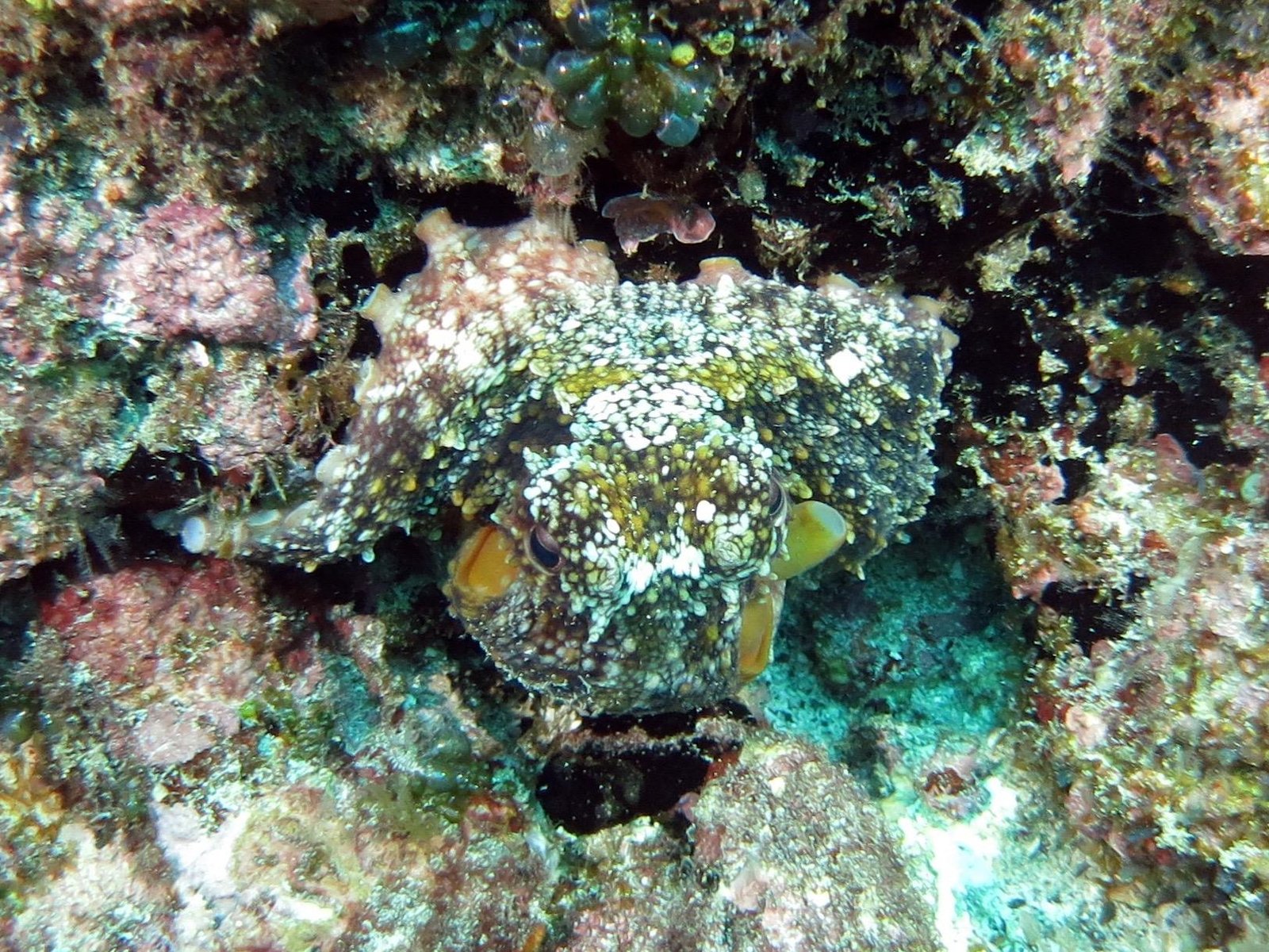 The Master of Disguise (image credits: wikimedia)