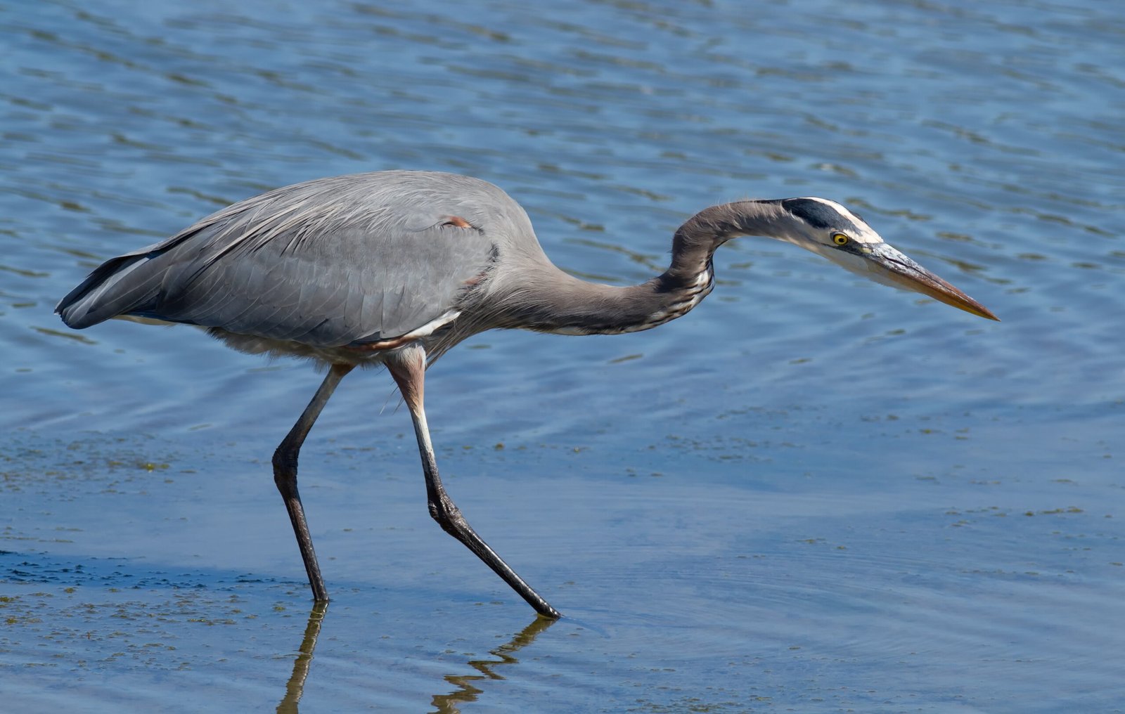 Water Managers: The Unsung Guardians (image credits: wikimedia)