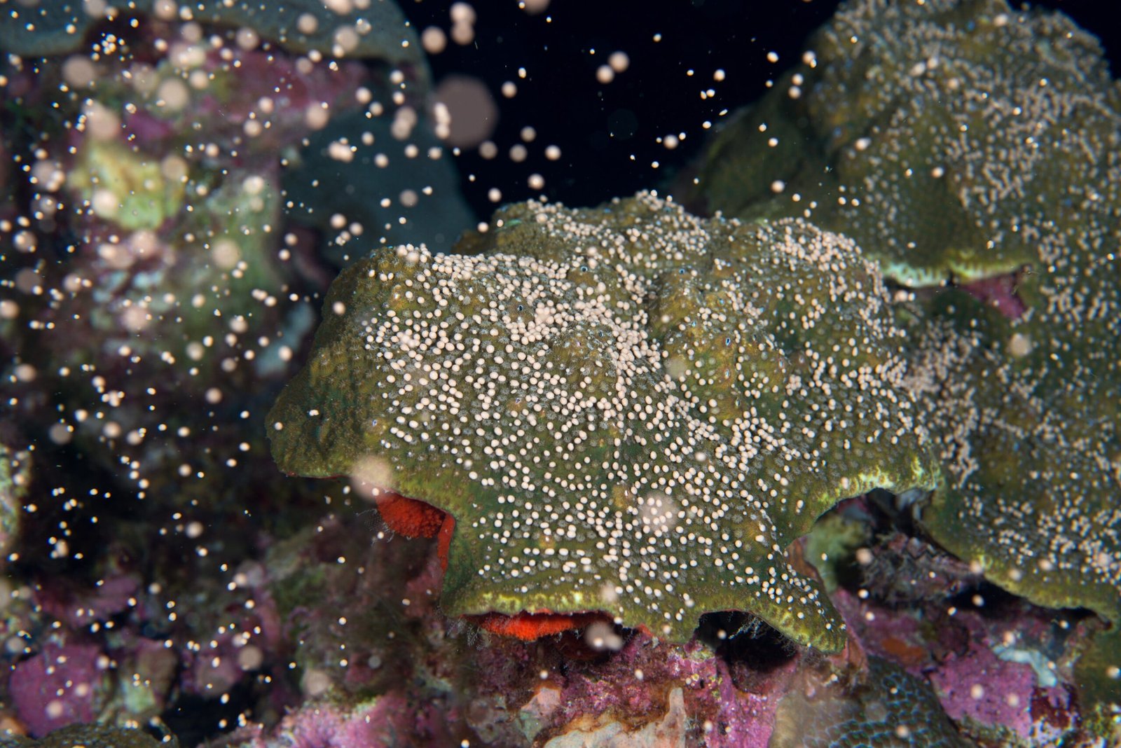 Coral Reproduction: Building for the Future (image credits: wikimedia)