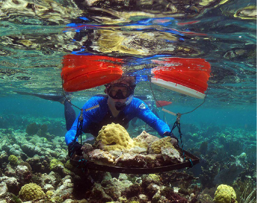 Hope for the Future: Restoring Coral Cities (image credits: wikimedia)