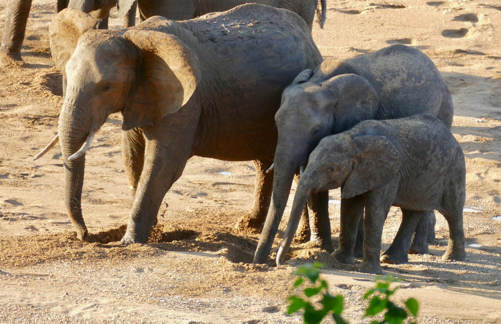 The Mighty Trunk: Nature’s Excavator (image credits: wikimedia)