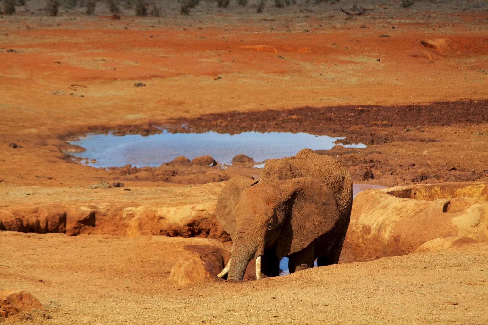 Sustaining the Circle of Life (image credits: wikimedia)