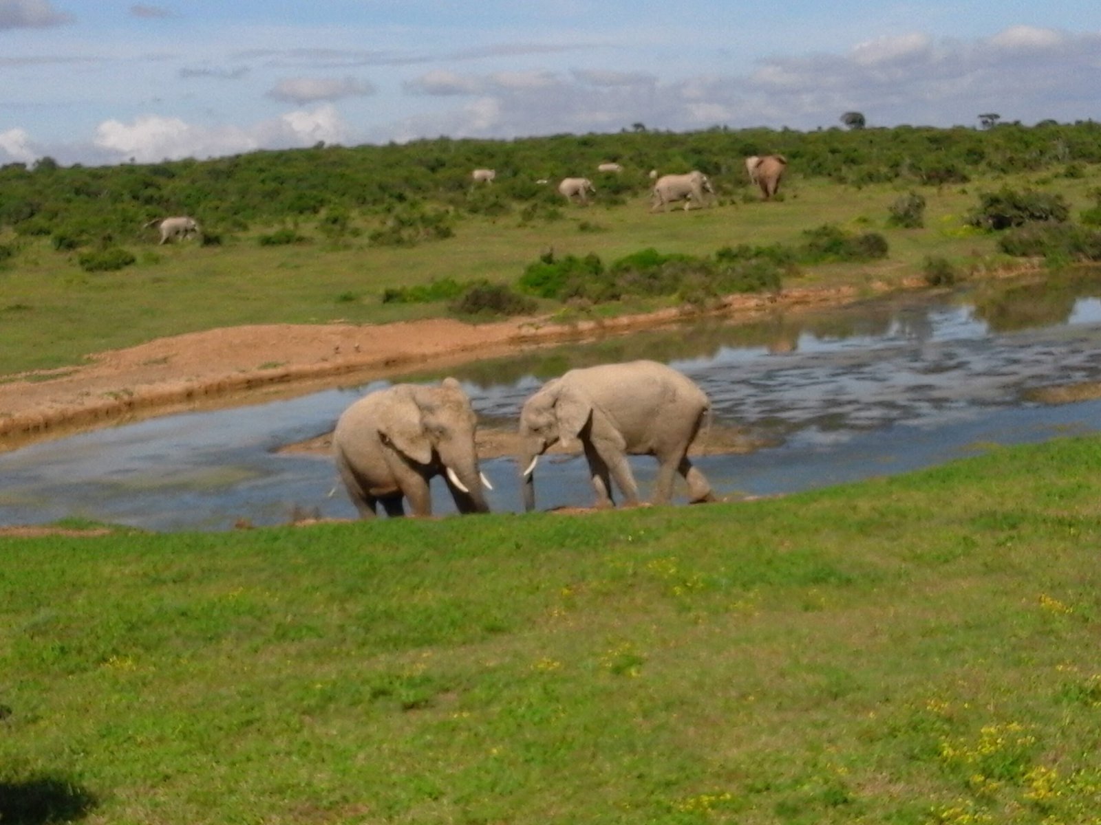 Survival During Drought: A Lifeline for All (image credits: wikimedia)