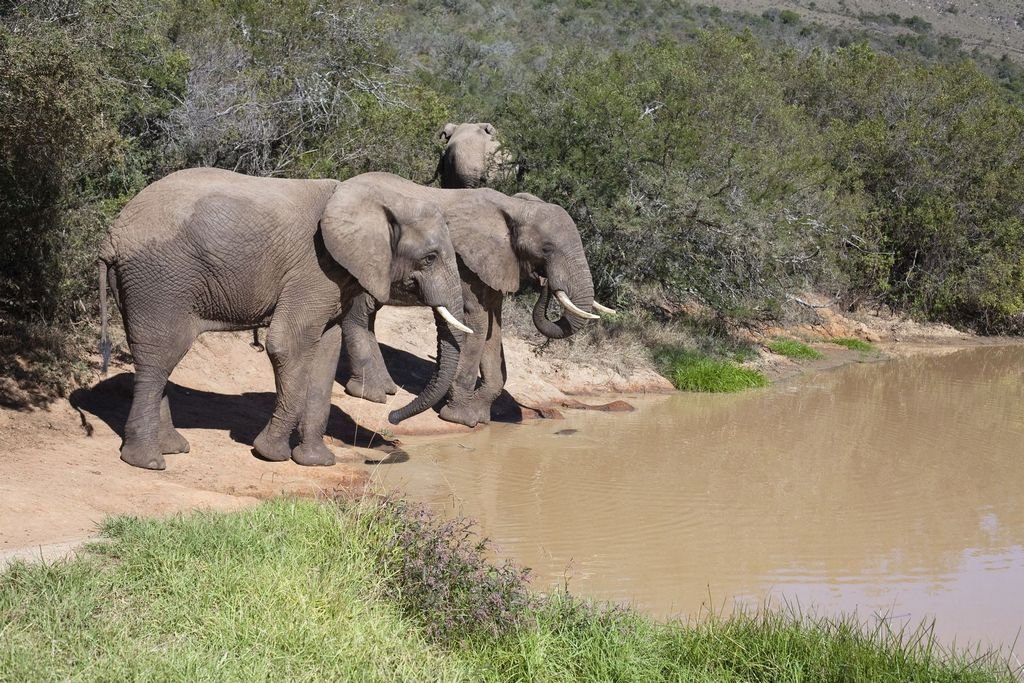A Legacy Etched in Earth (image credits: wikimedia)