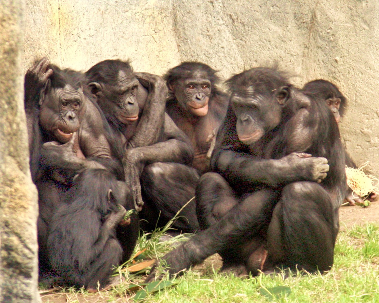 The Astonishing Generosity of Bonobos (image credits: wikimedia)