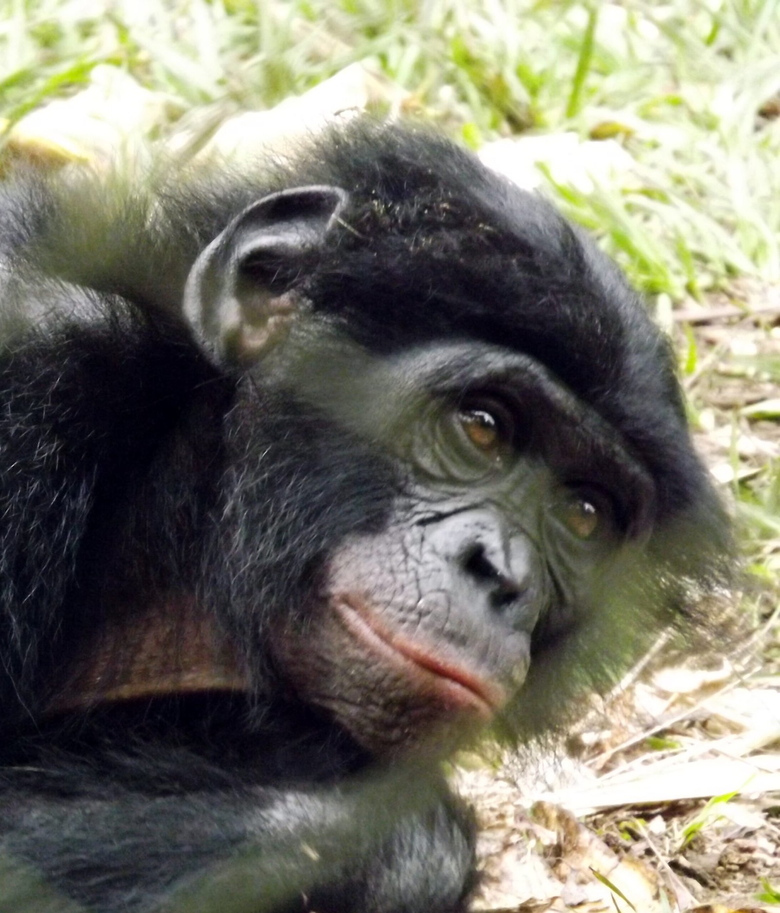 Food Sharing: More Than Just Survival (image credits: wikimedia)