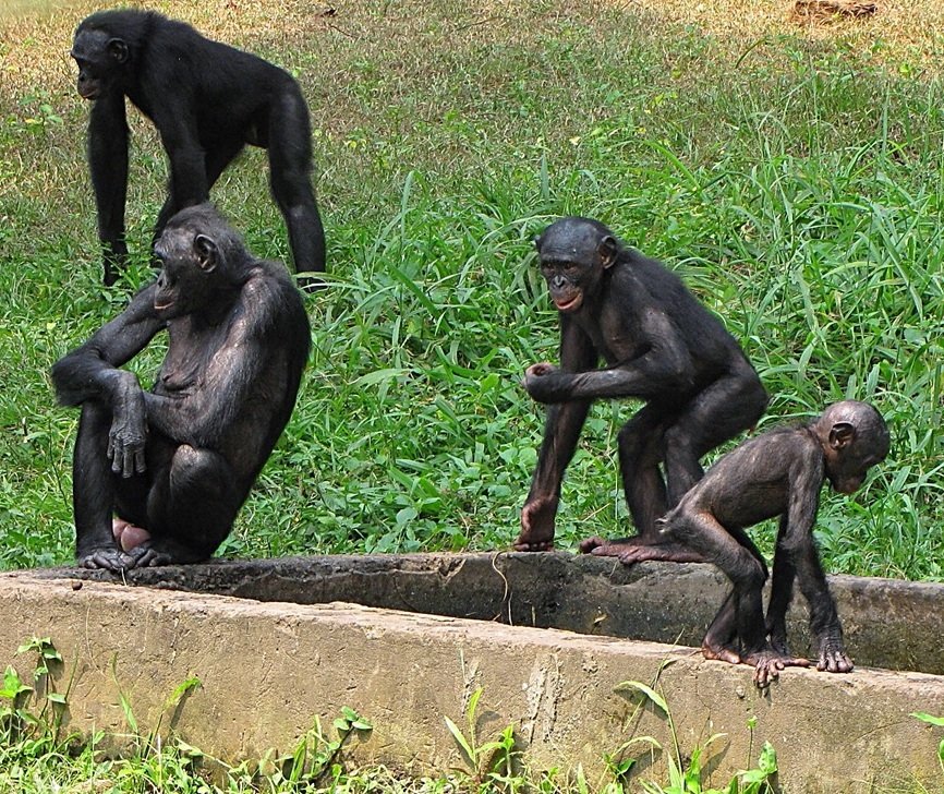Breaking the Mold of Animal Behavior (image credits: wikimedia)