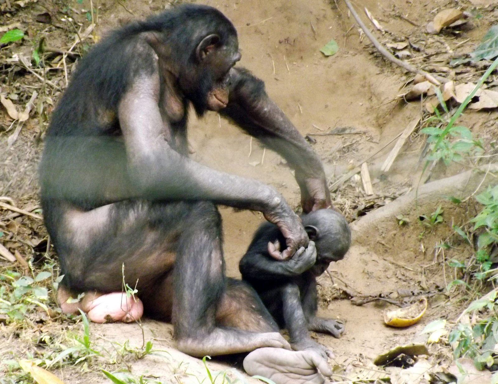 The Science Behind Bonobo Empathy (image credits: wikimedia)