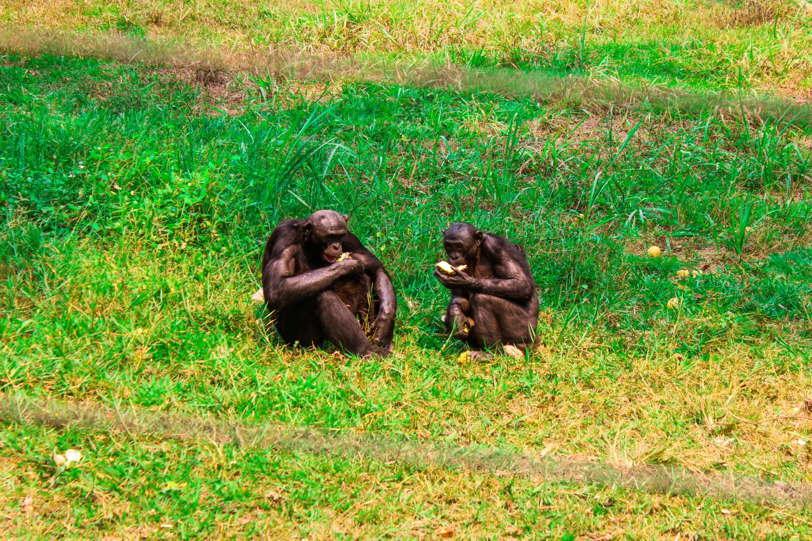 Social Bonds Without Borders (image credits: wikimedia)