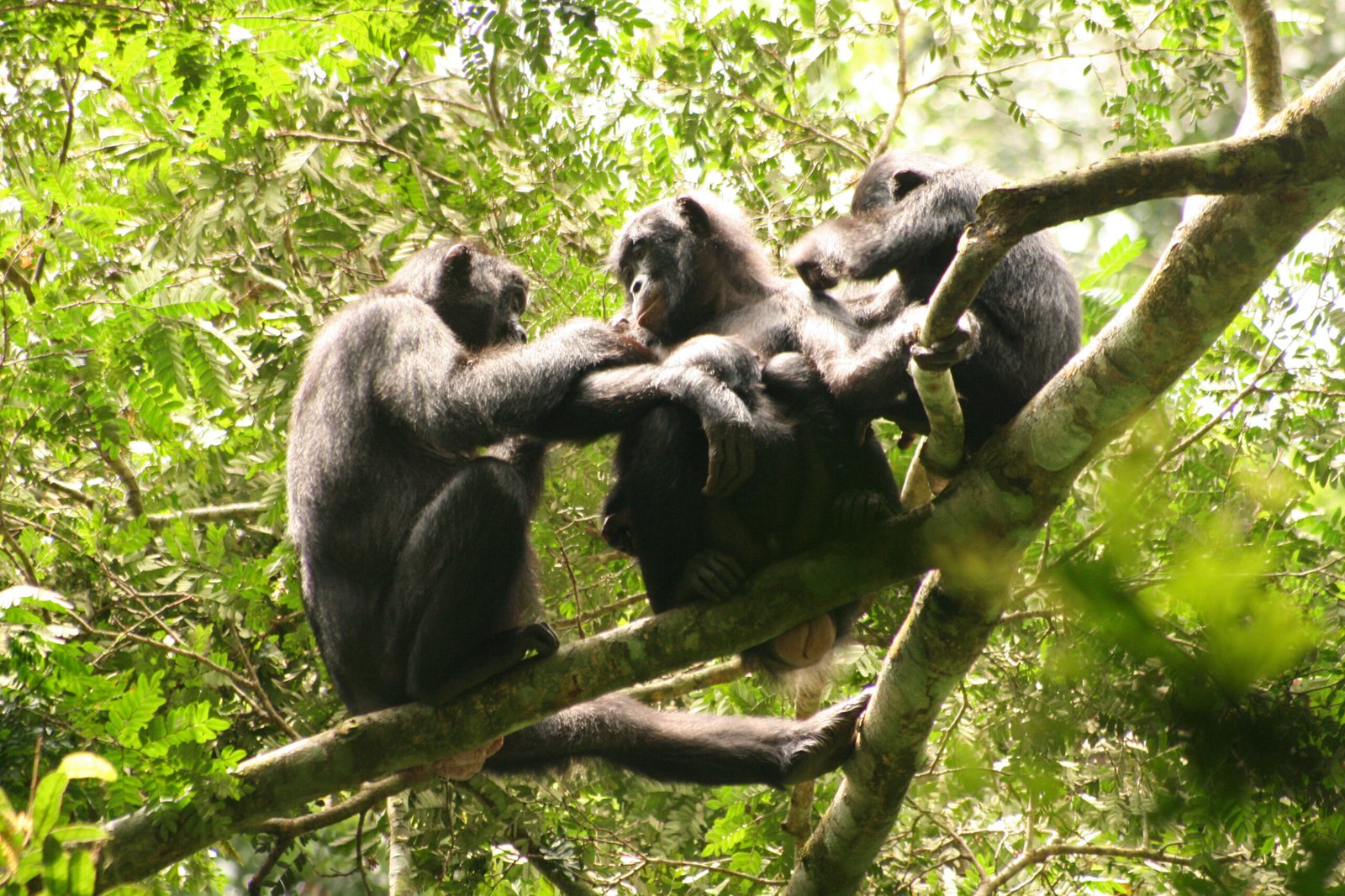 Real-World Observations: Stories from the Sanctuaries (image credits: wikimedia)