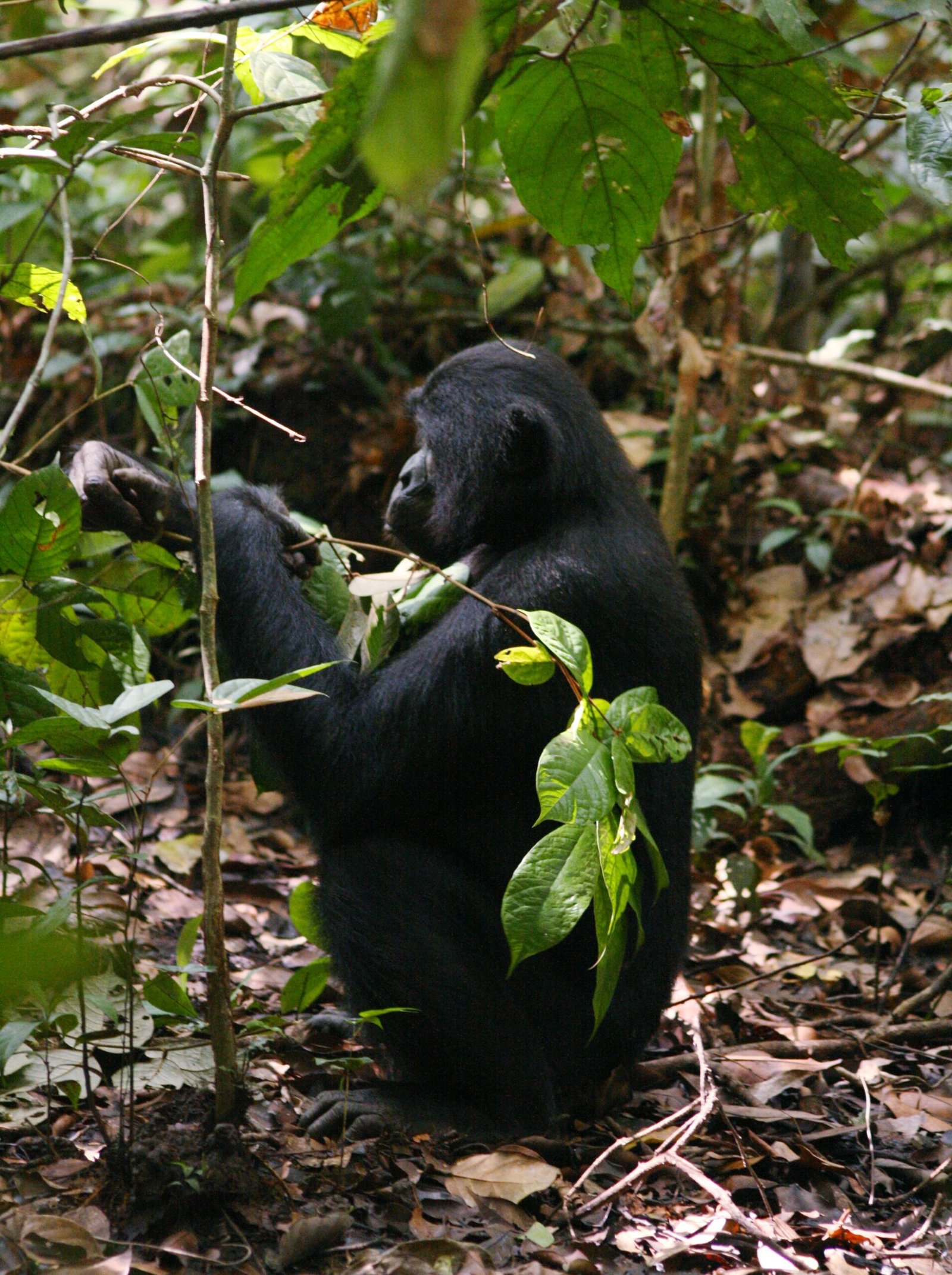What Bonobos Reveal About Ourselves (image credits: wikimedia)