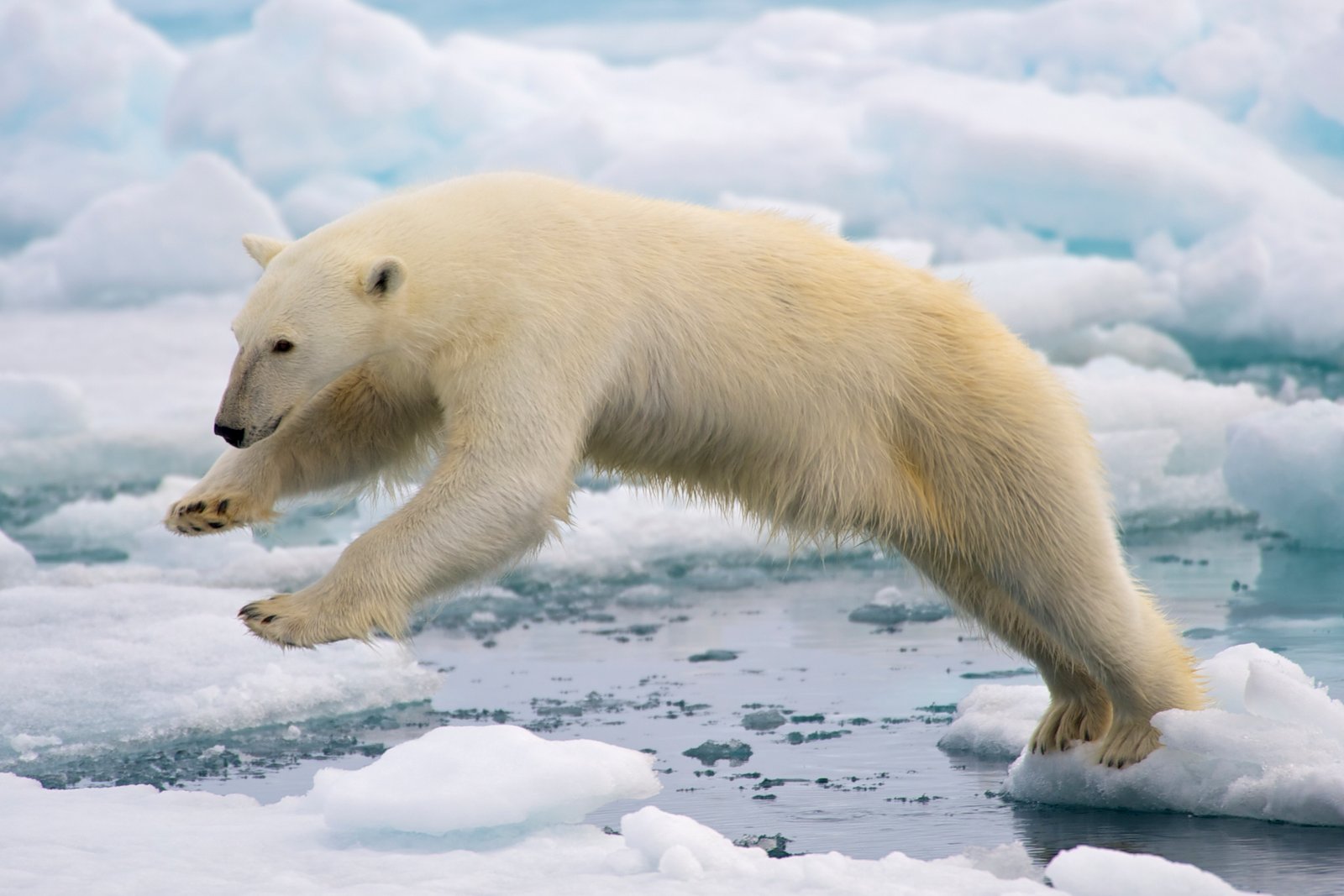 Polar Bears: A Species Under Threat (image credits: wikimedia)