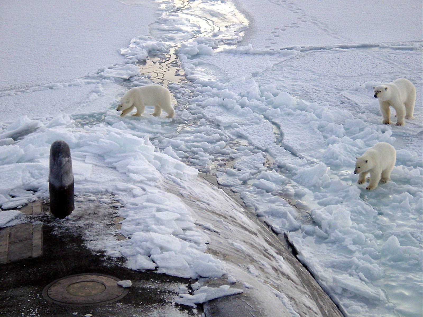 Environmental Laws and the Limits of Protection (image credits: wikimedia)