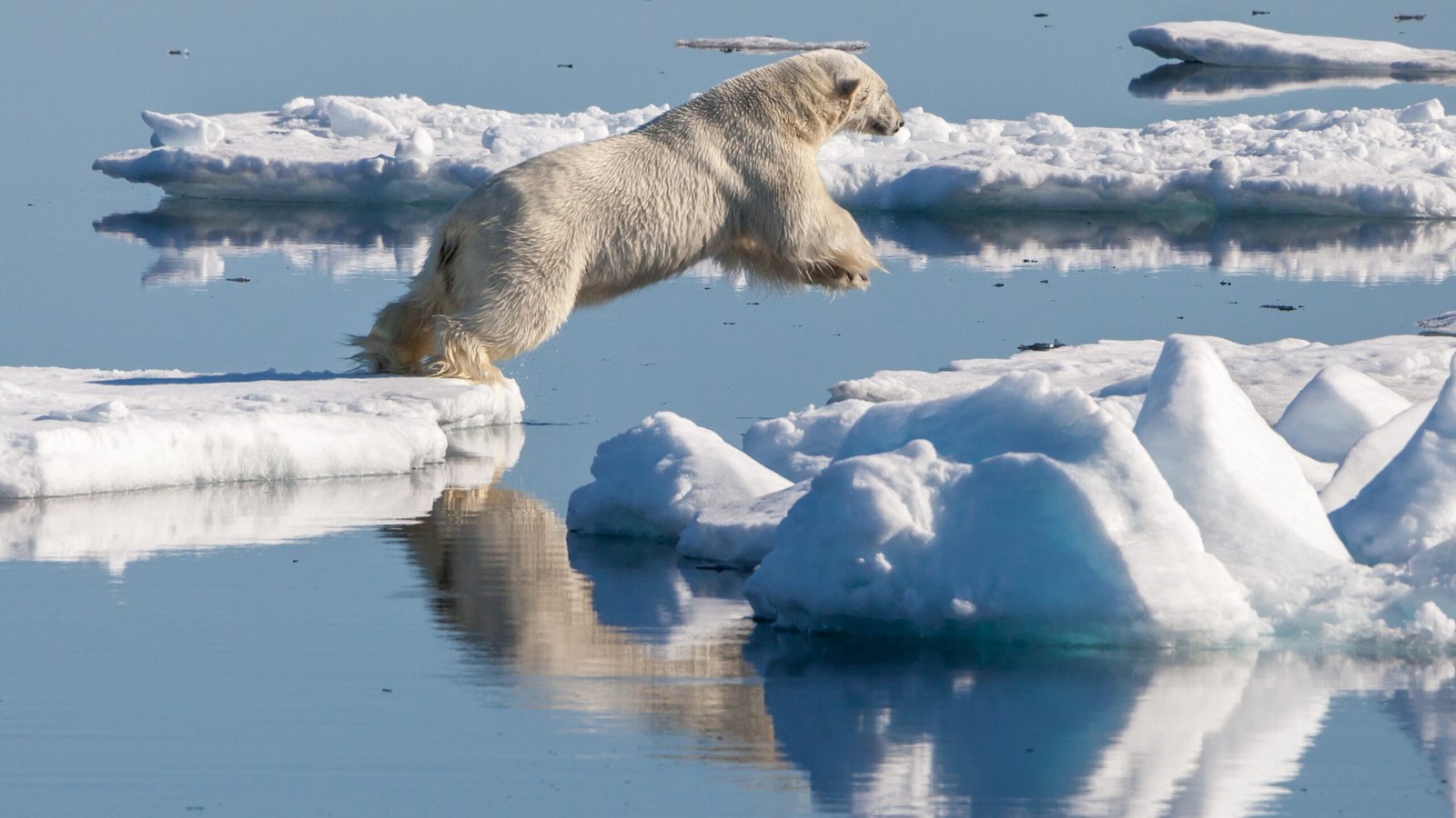 Scientific Evidence of Animal Sentience (image credits: wikimedia)