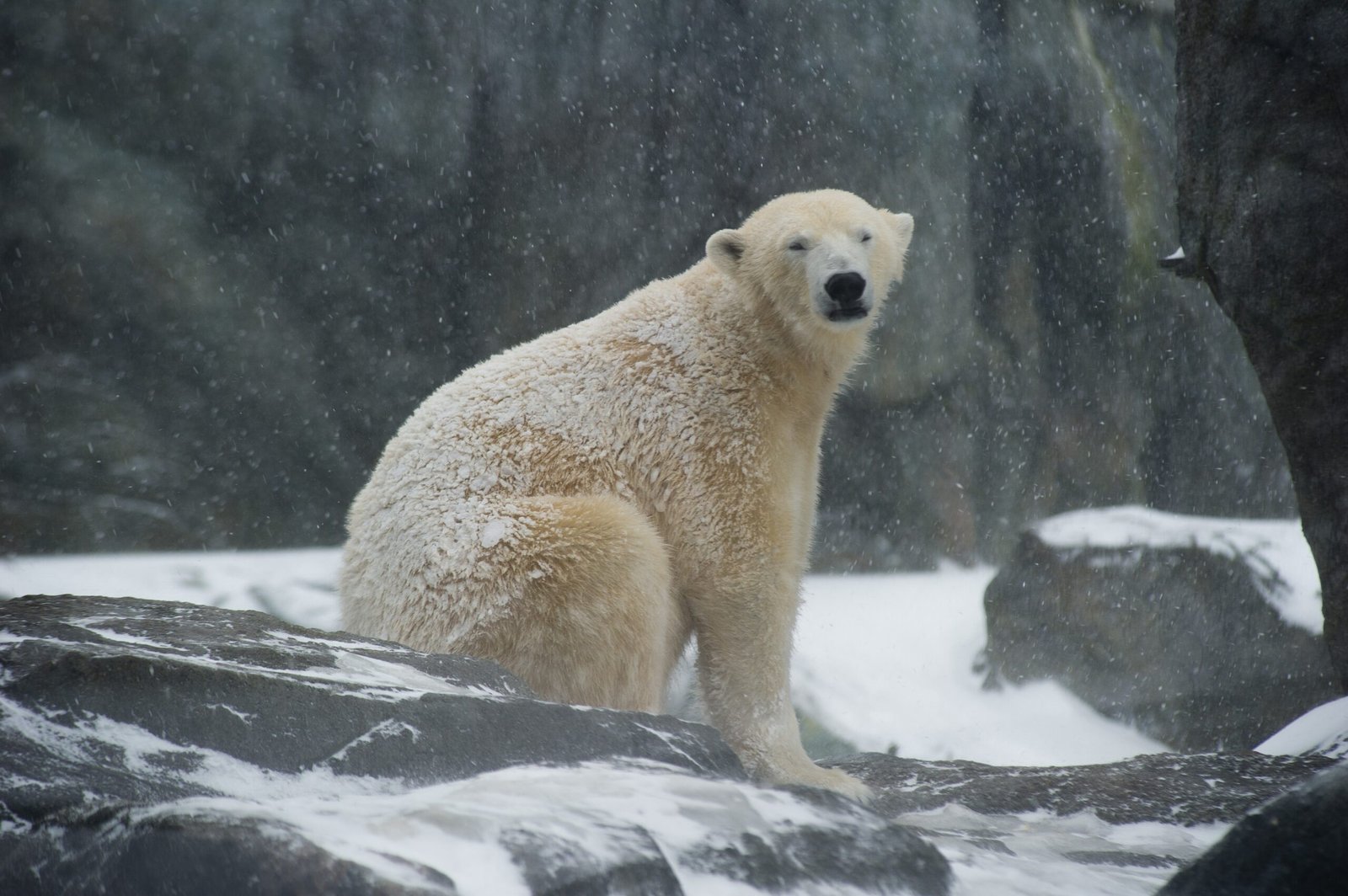 Future Possibilities: Toward Legal Rights for Polar Bears (image credits: wikimedia)
