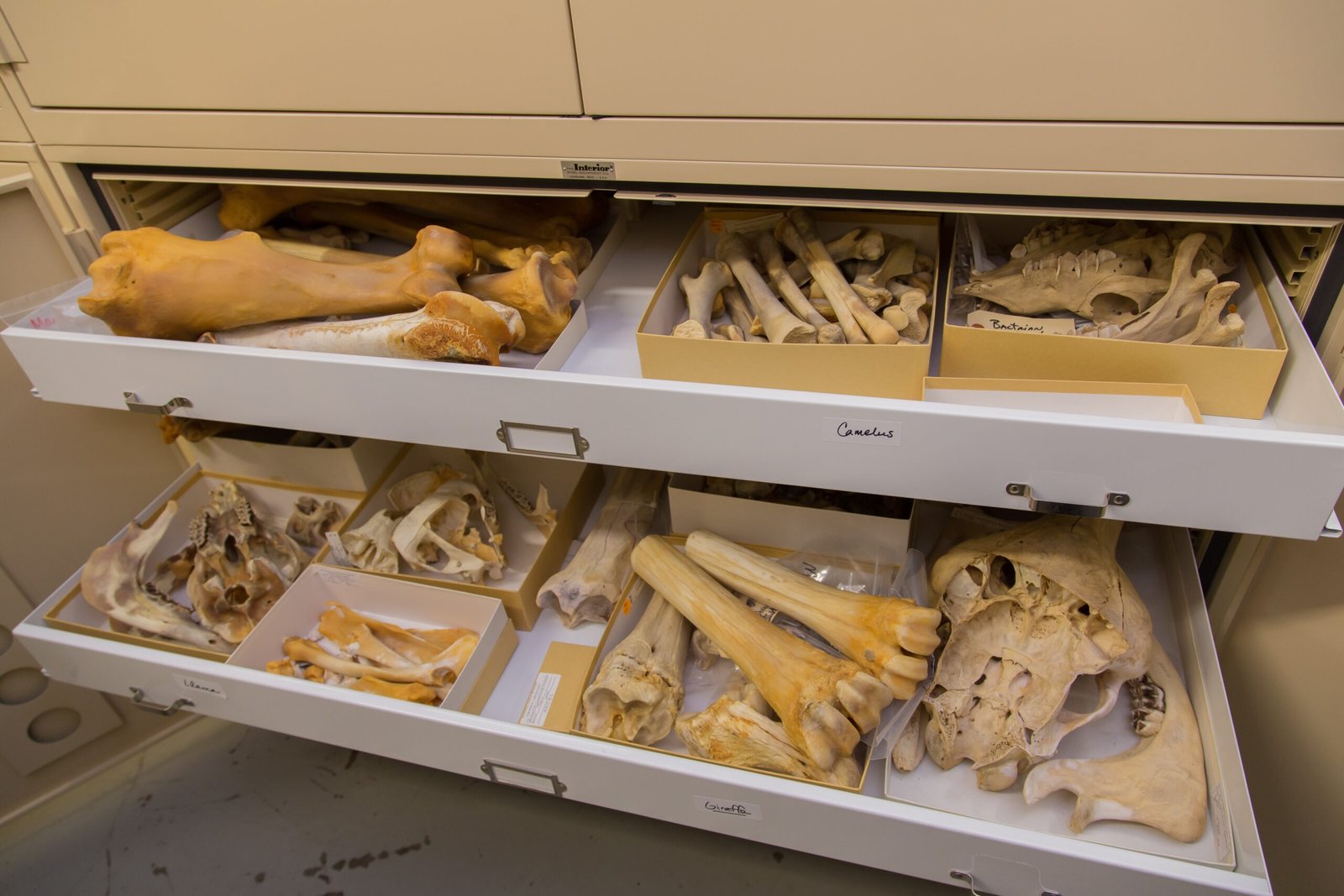 Decoding Bones and Teeth (image credits: wikimedia)