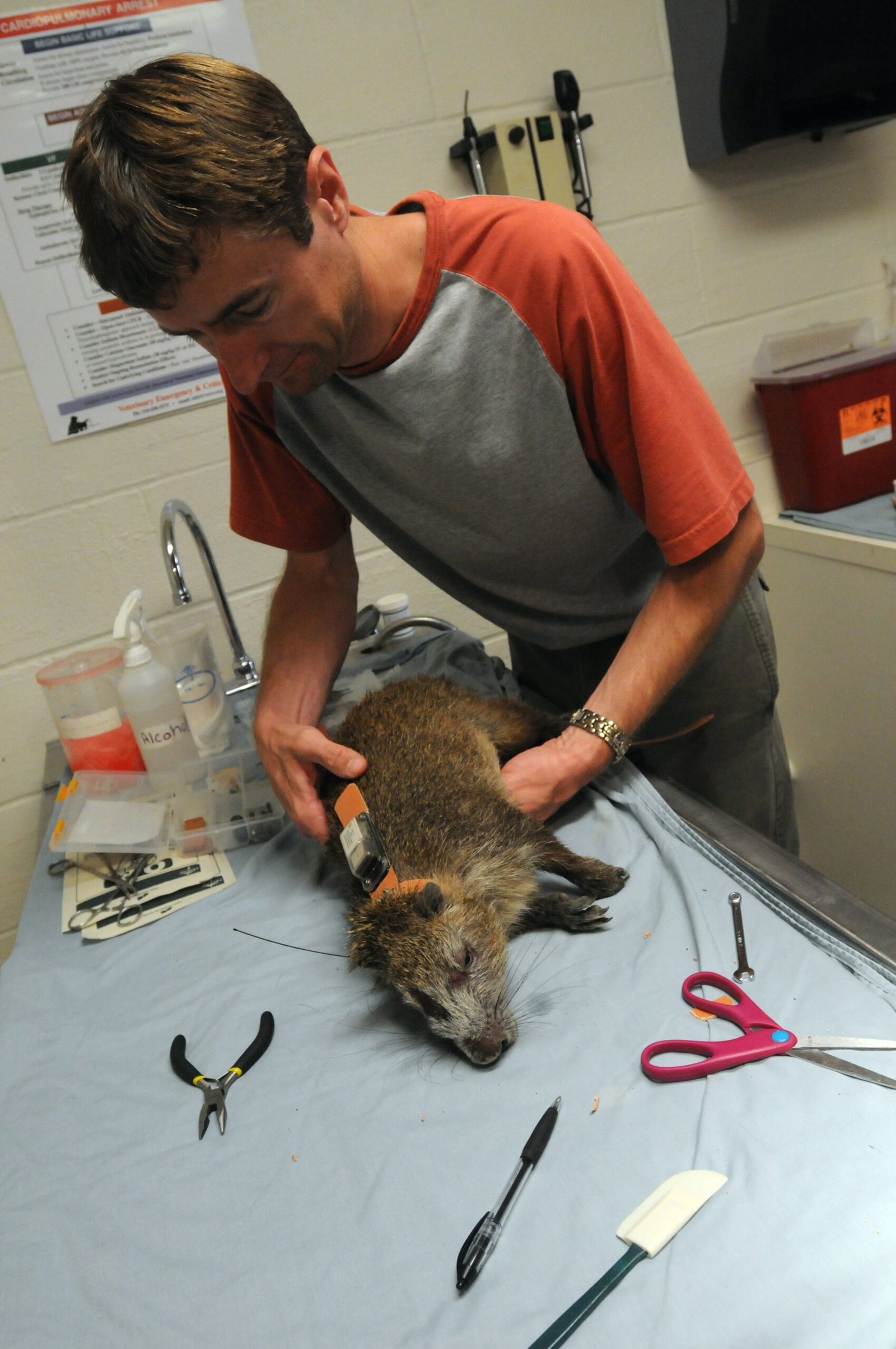 Challenges and Limitations in Wildlife Forensics (image credits: wikimedia)