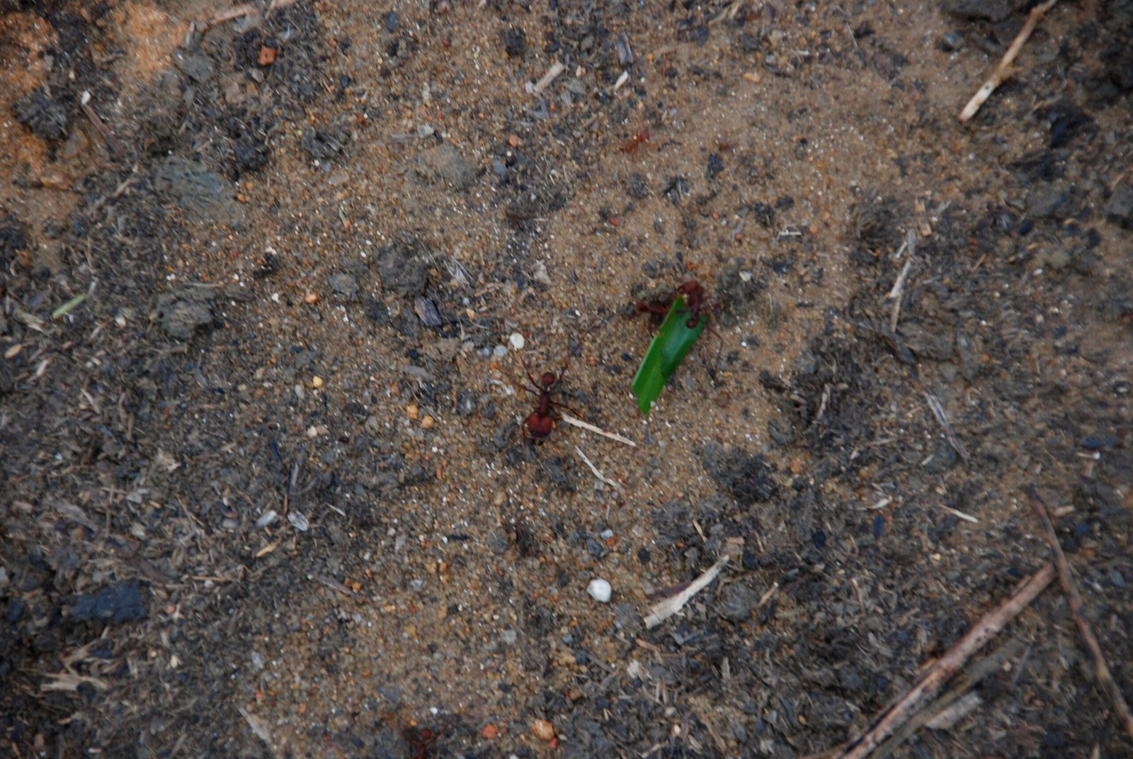 Meet the Leafcutter Ants: Nature’s Relentless Harvesters (image credits: wikimedia)