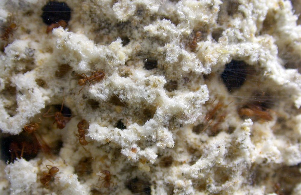 Underground Cities: The Astonishing Leafcutter Ant Nest (image credits: wikimedia)