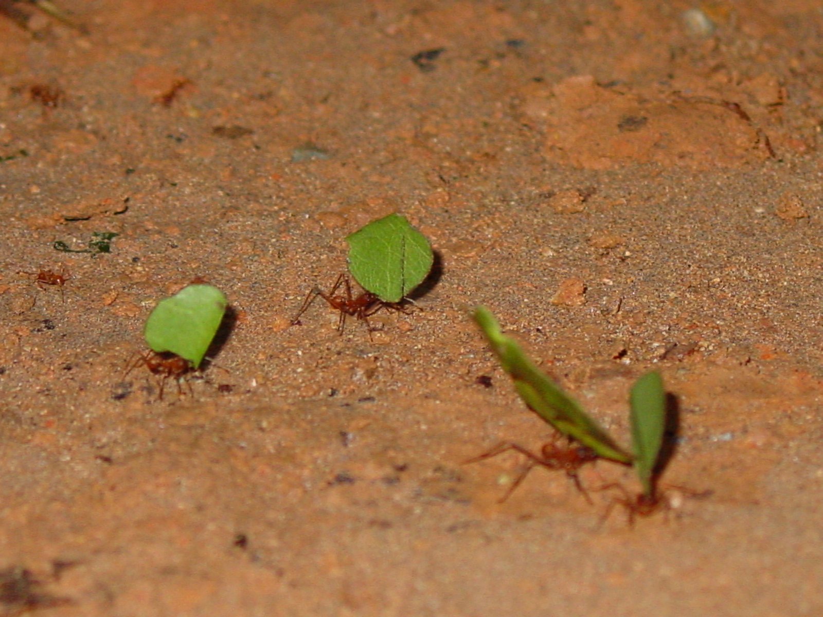 The Secret to Survival: A Perfect Symbiosis (image credits: wikimedia)