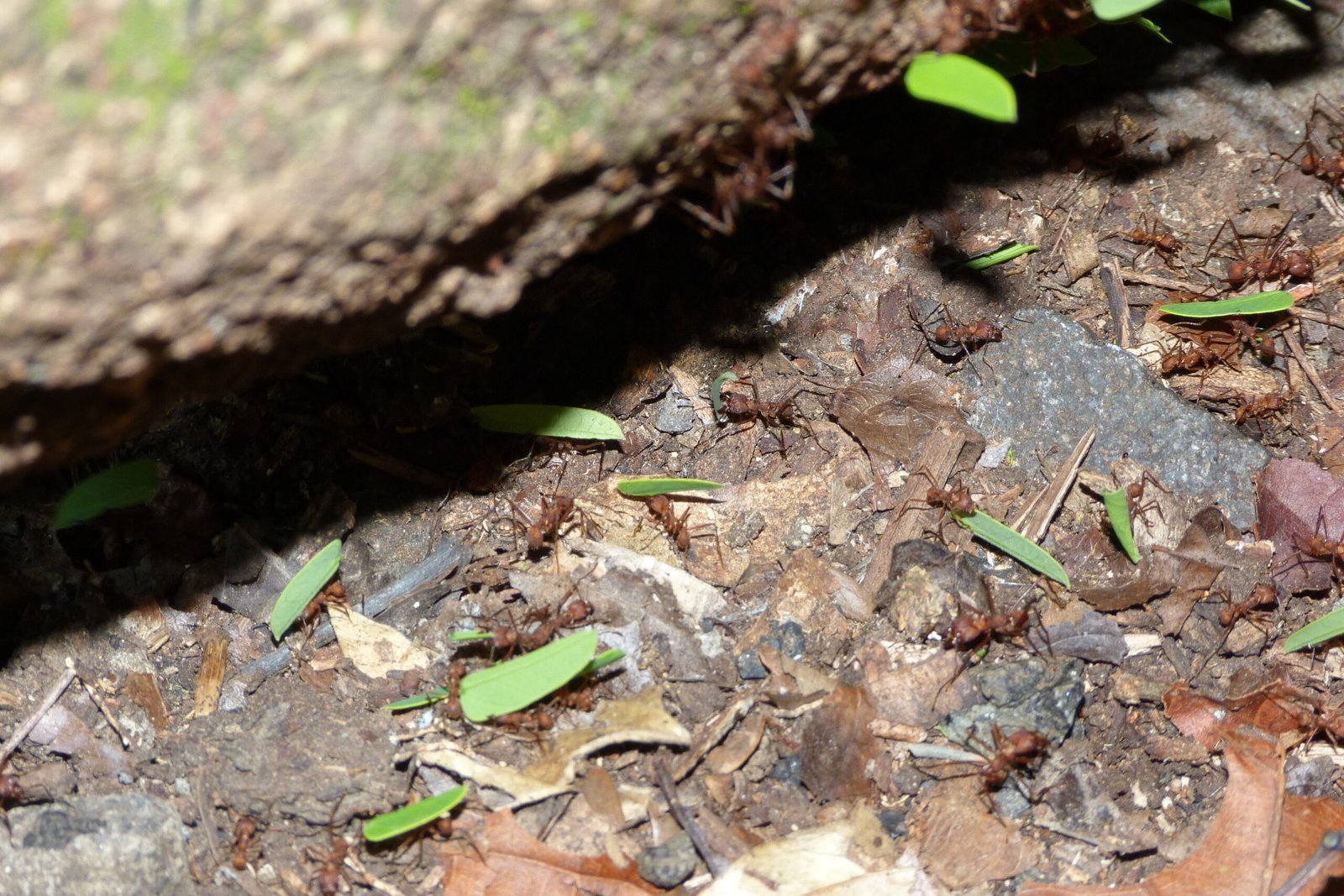Farming Fungi: How Ants Cultivate Their Crops (image credits: wikimedia)