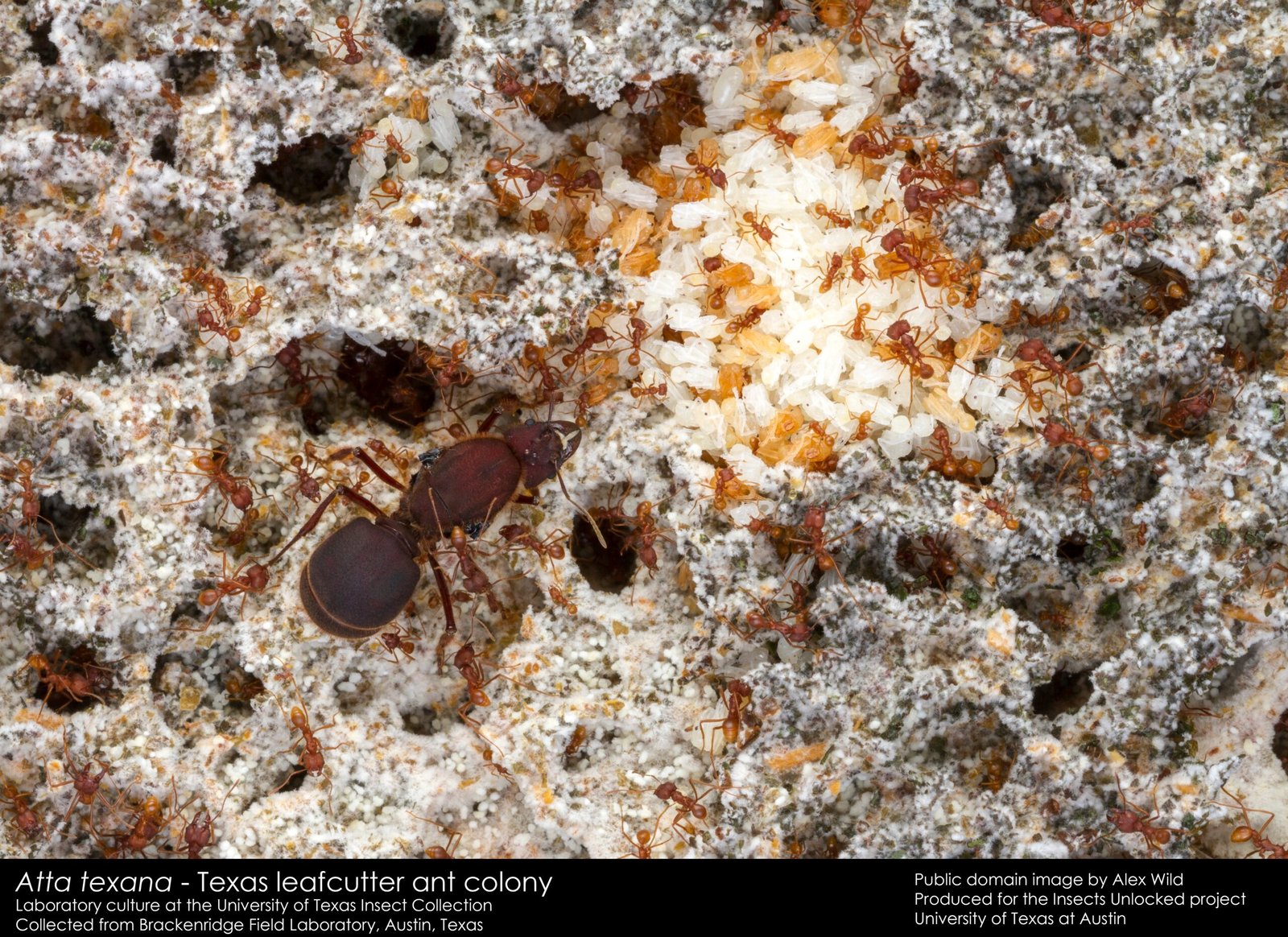 The Role of the Queen: Heart of the Colony (image credits: wikimedia)