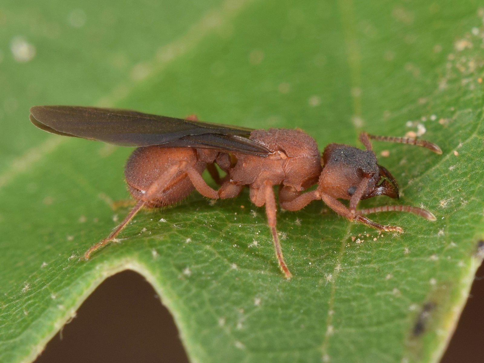 What We Can Learn from Leafcutter Ants (image credits: wikimedia)