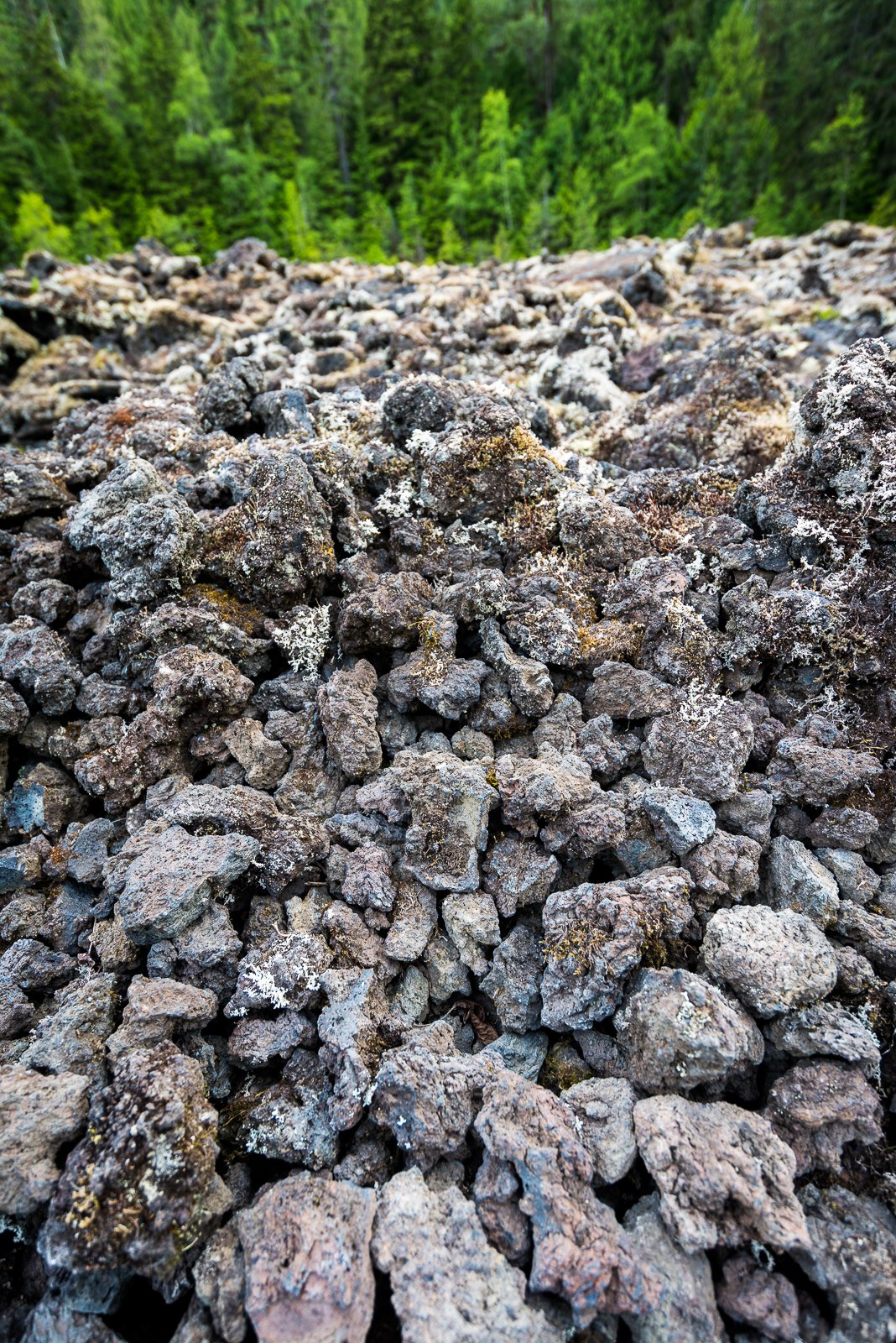 Life After Lava: Nature’s Comeback (image credits: wikimedia)