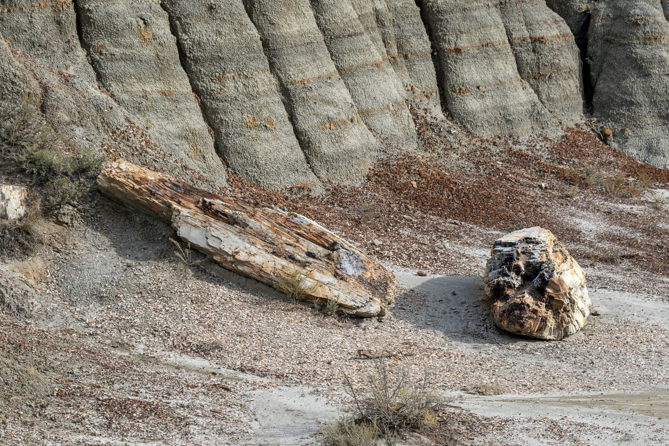 Exploring Fossil Forests and Lava Beds on World Heritage Day