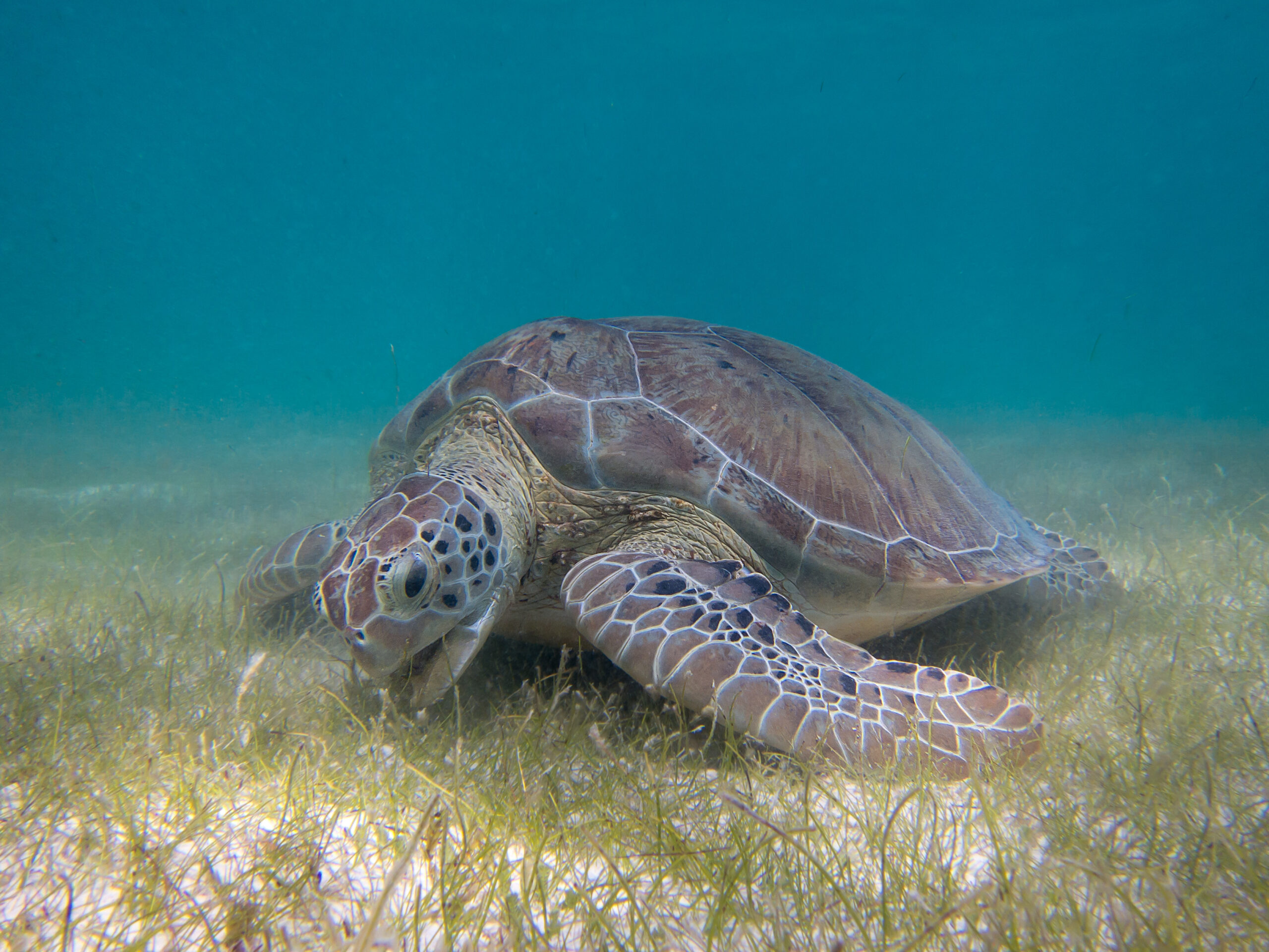 When Sea Turtles Block Traffic: Balancing Tourism and Turtle Nesting