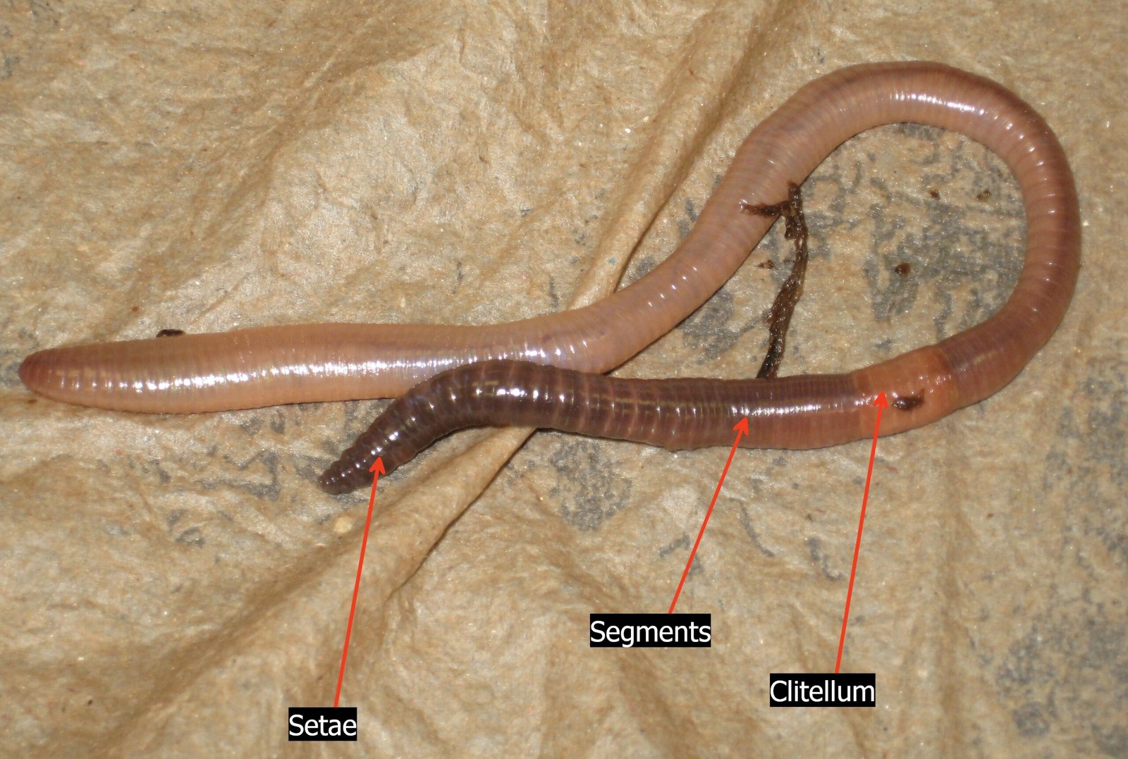 Understanding Earthworm Anatomy (image credits: wikimedia)
