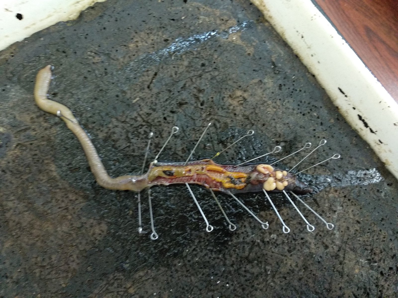 What Actually Happens When You Cut an Earthworm (image credits: wikimedia)