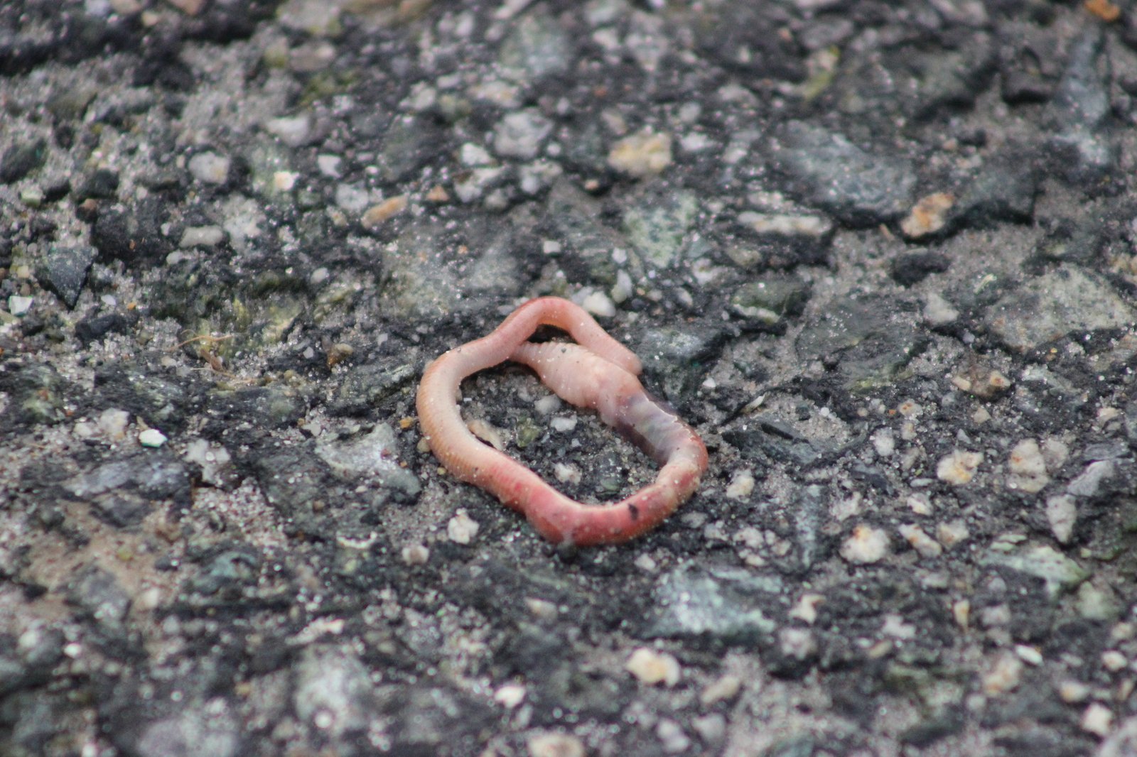 What Cutting an Earthworm Teaches Us About Nature (image credits: wikimedia)